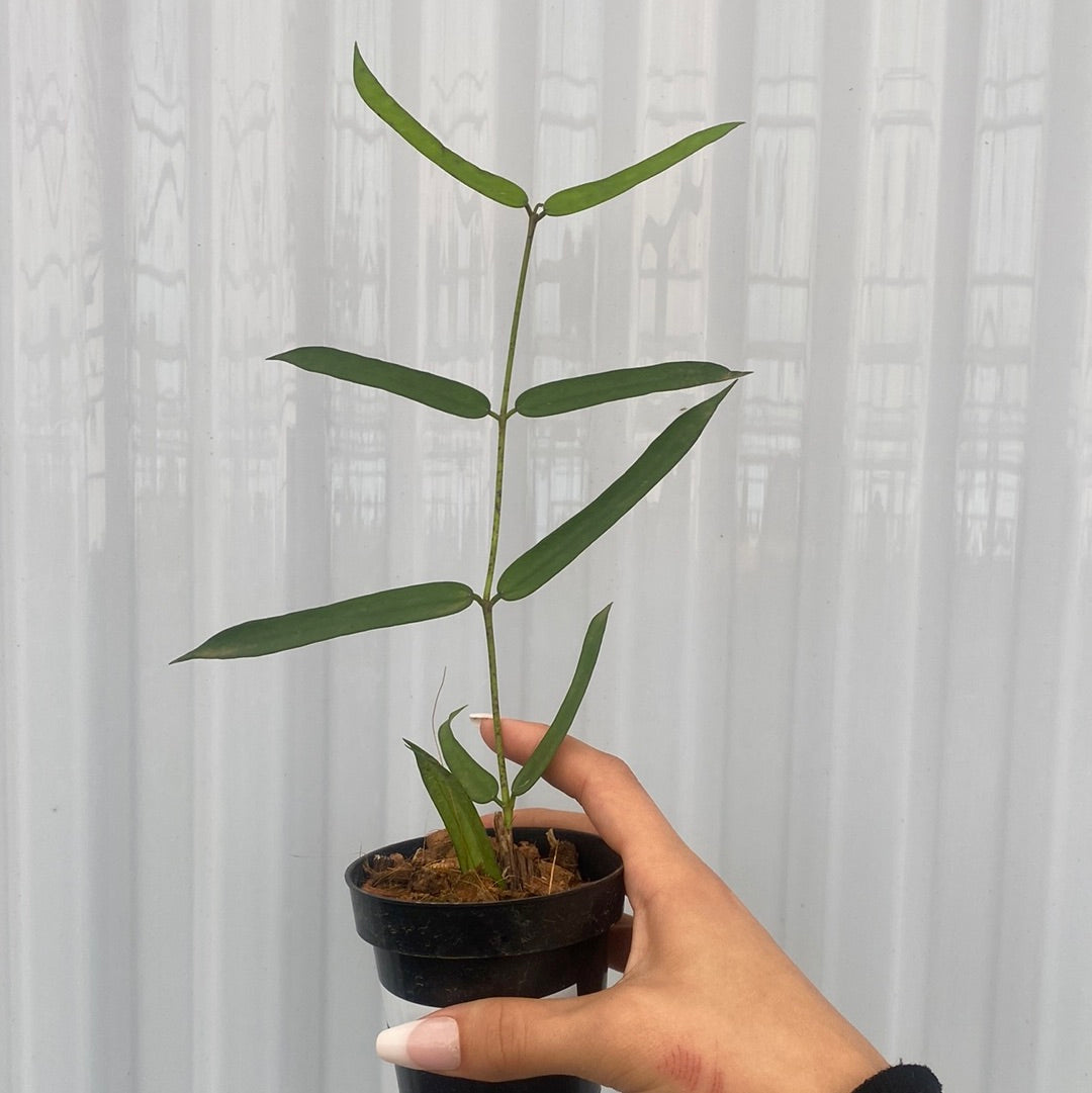 Hoya Pandurata