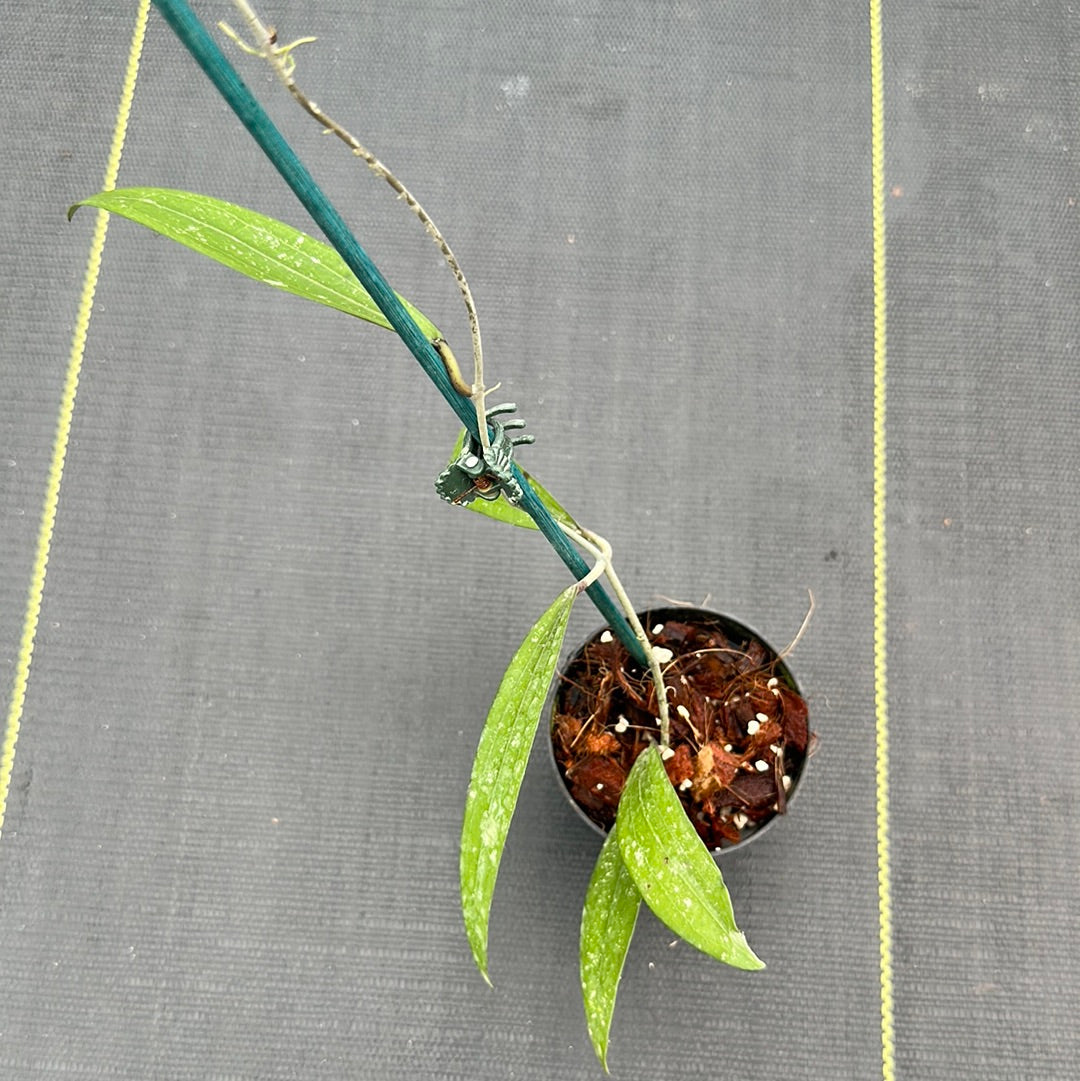 Hoya rindu rafflesia