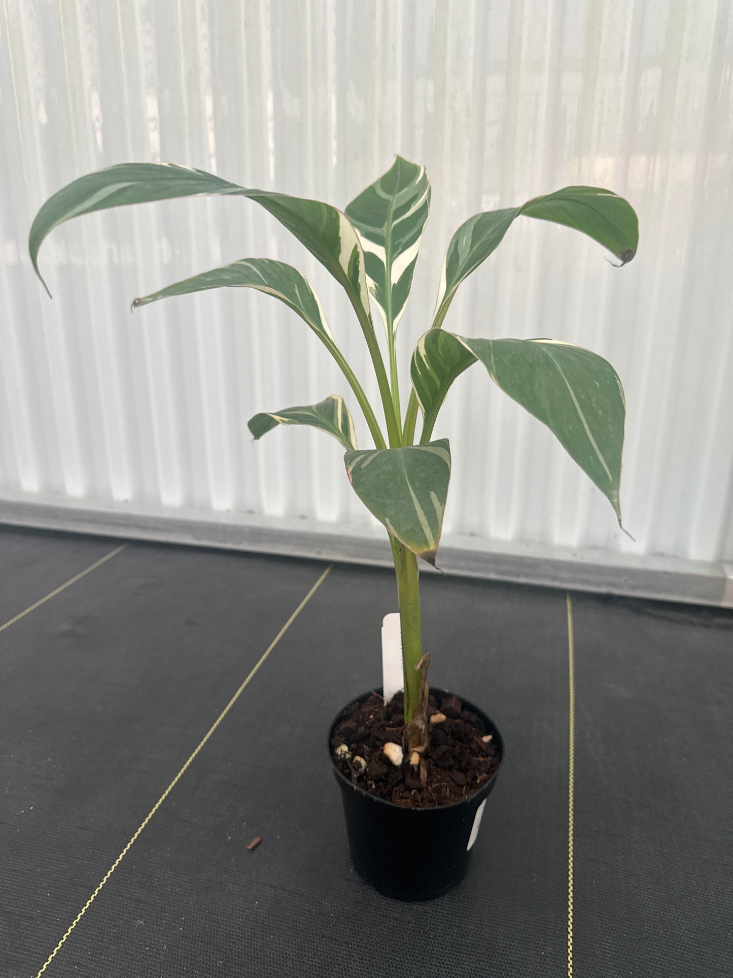 Musa Nono