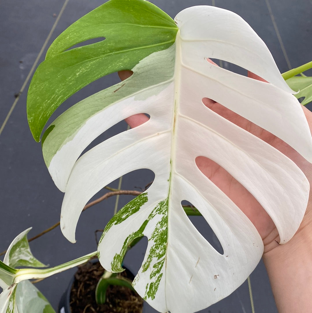 Monstera Albo