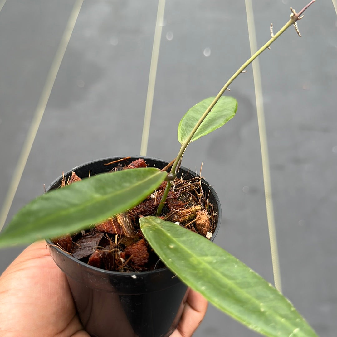 Hoya Pulchra