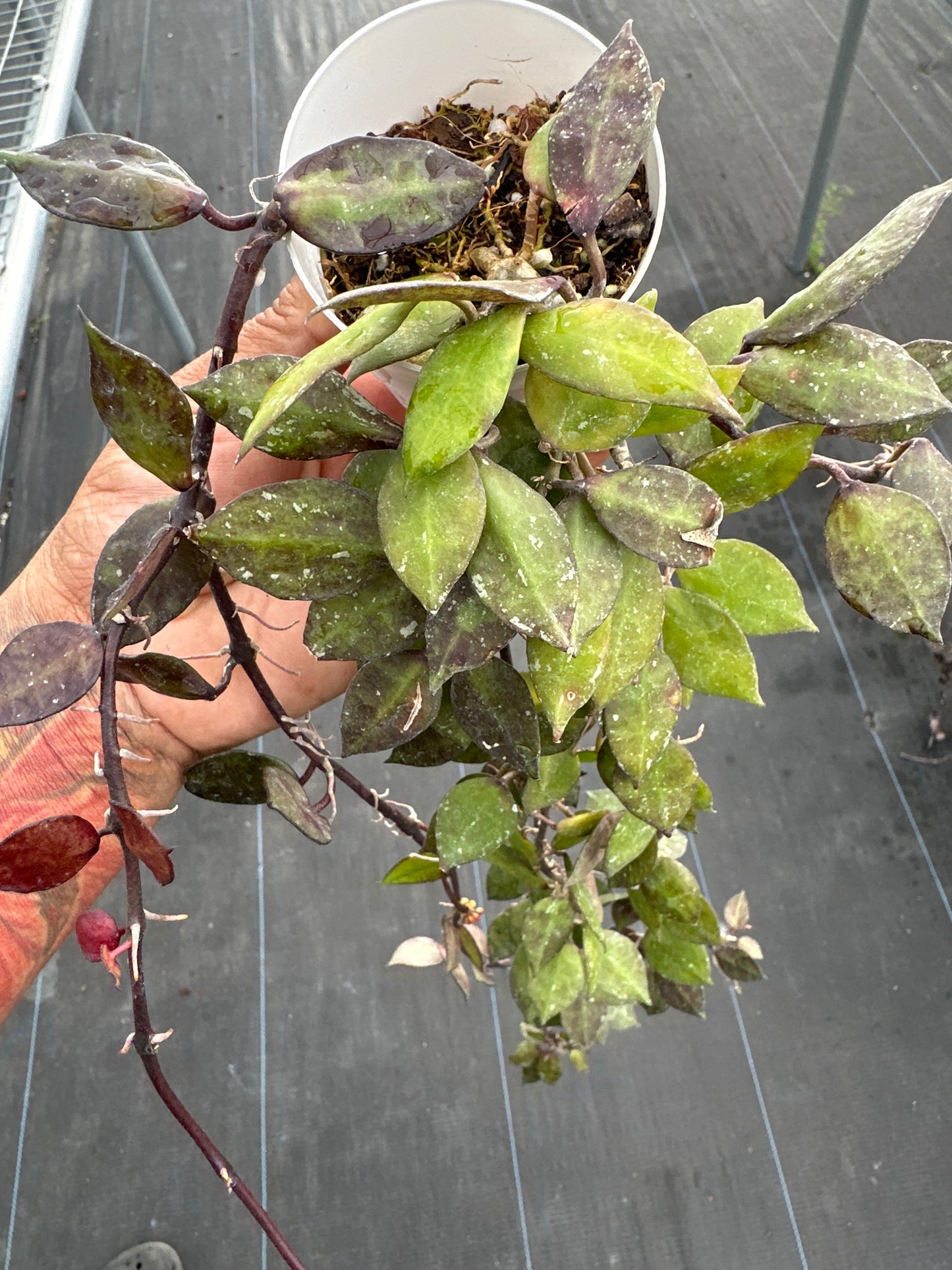 Hoya Krohniana Black