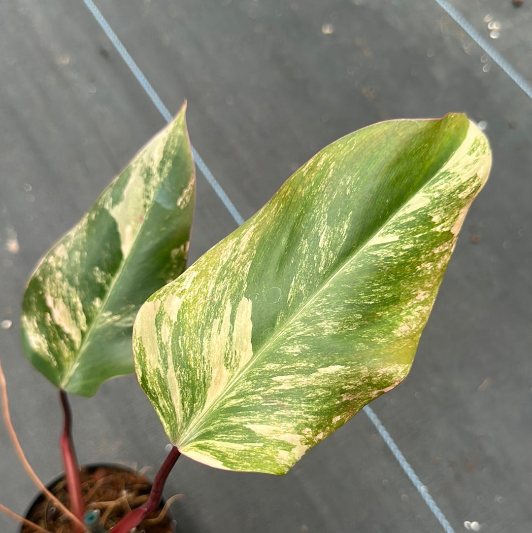 Philodendron Strawberry Shake