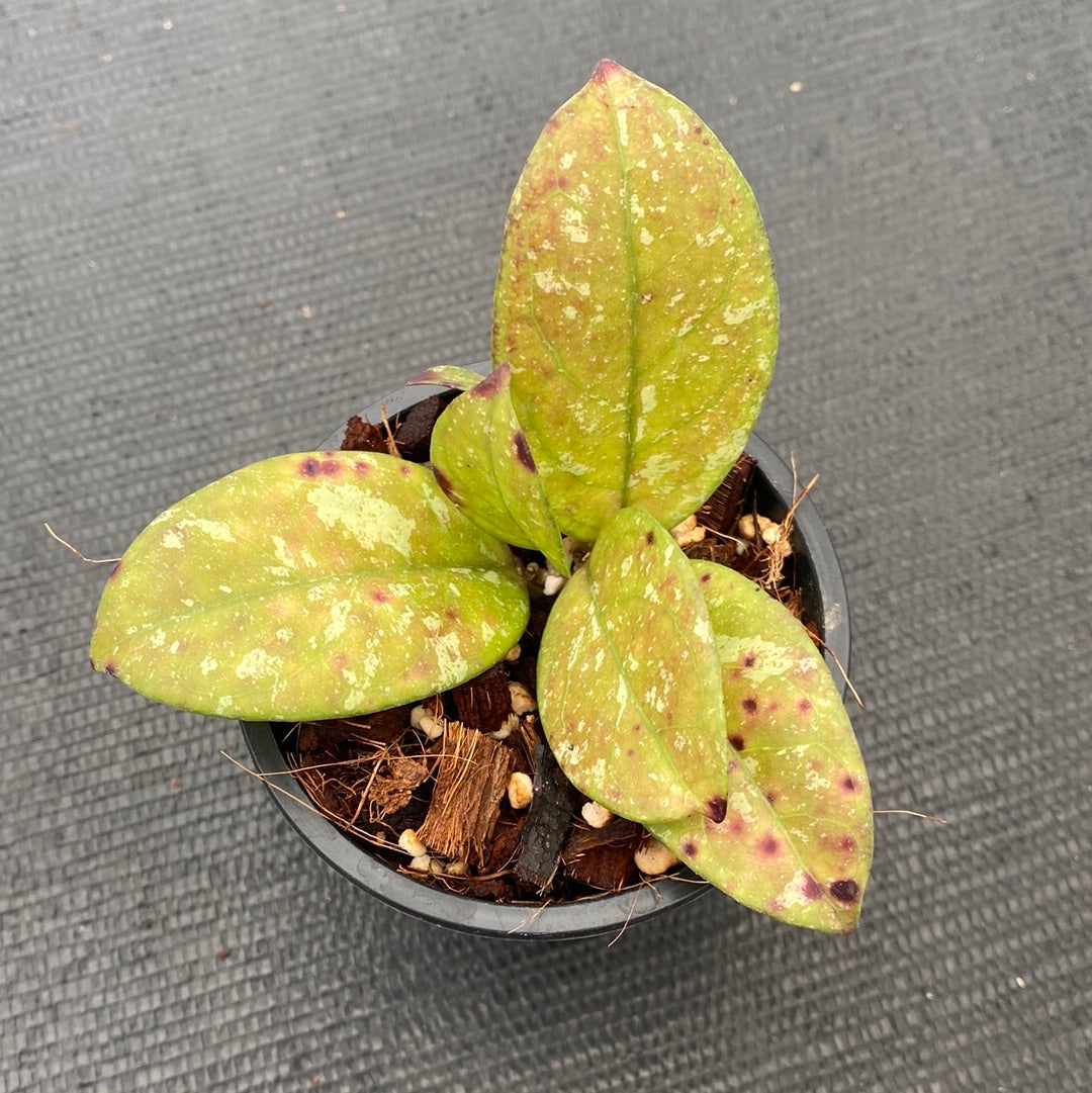 Hoya Crassipetiolata Splash (small)