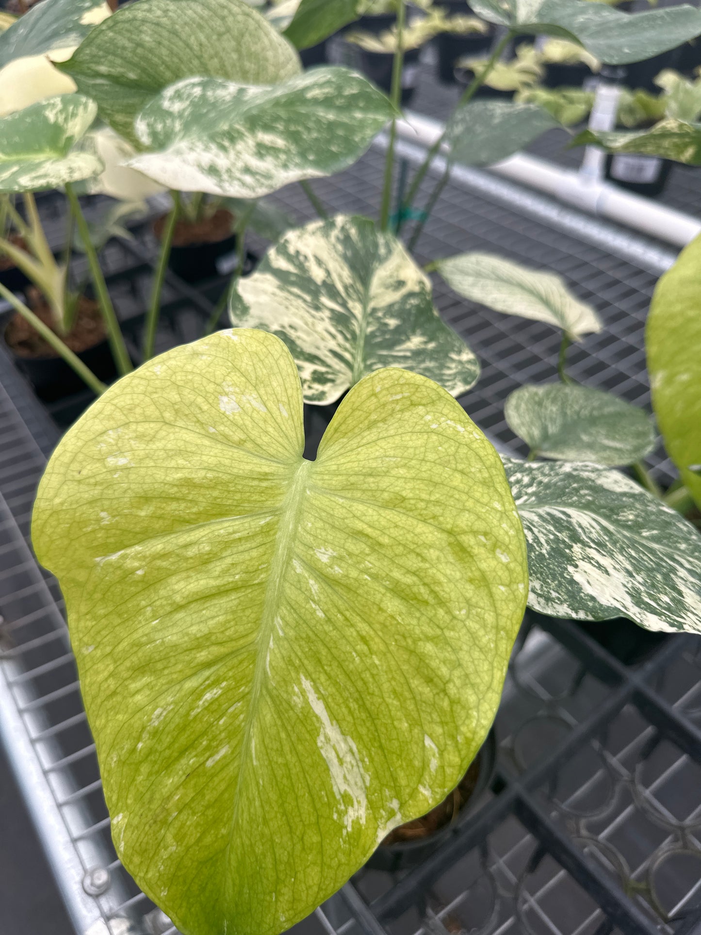 Monstera White Monster