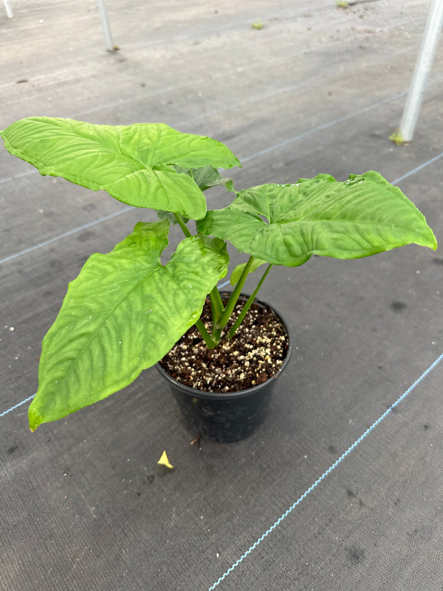 Syngonium Steyermarkii