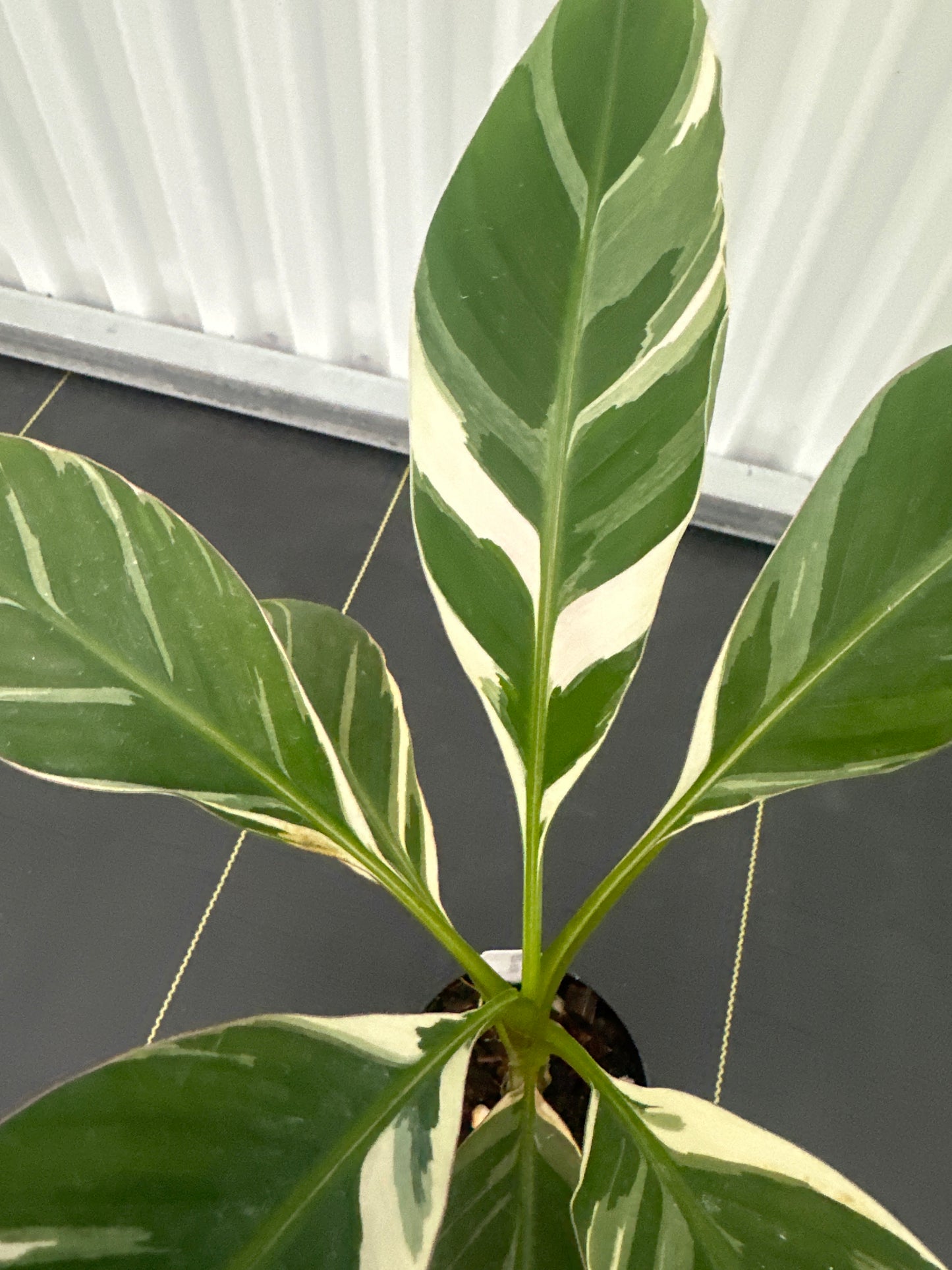 Musa Nono