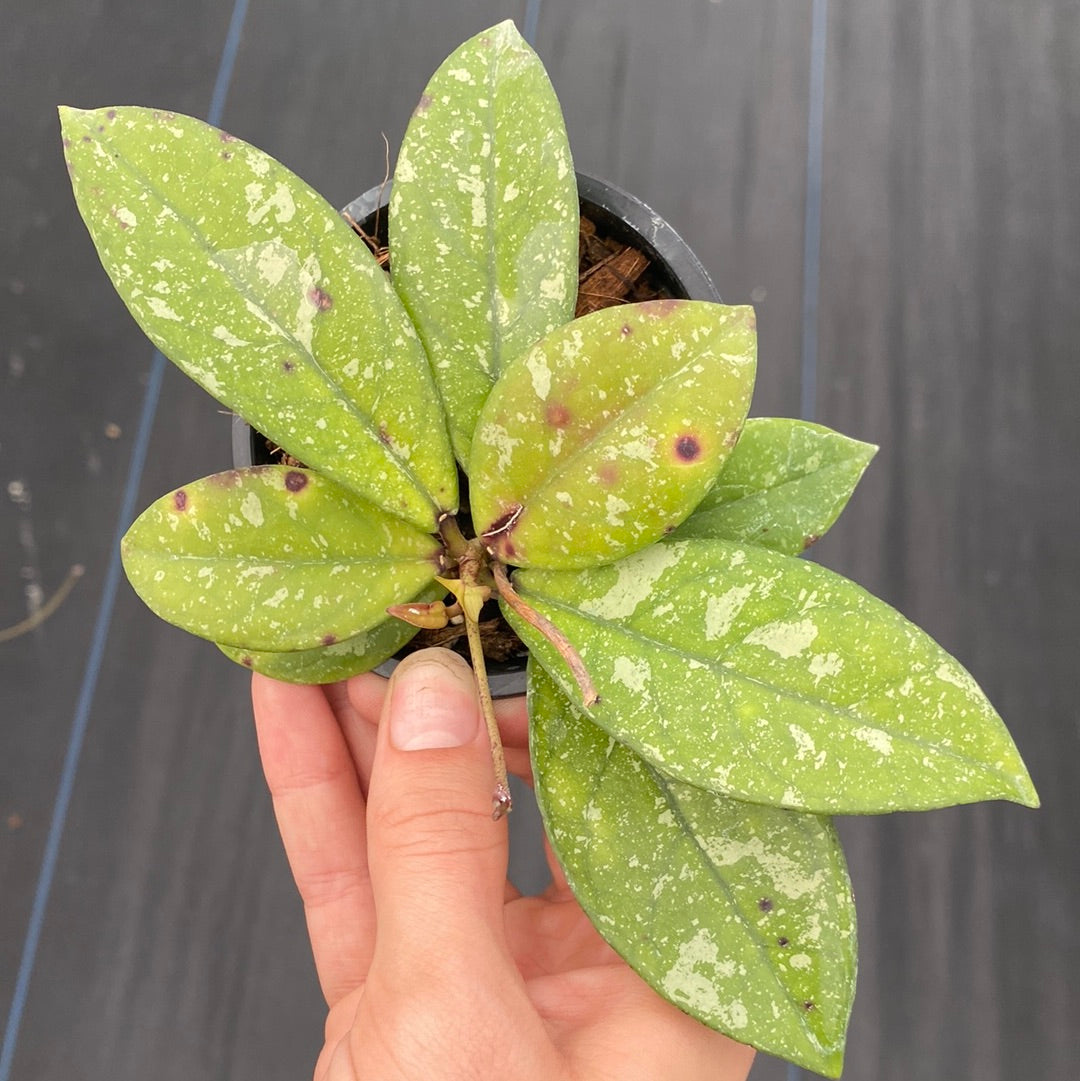 Hoya Crassipetiolata Splash (small)
