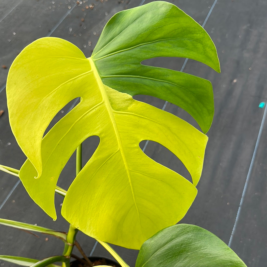 Monstera Deliciosa Aurea
