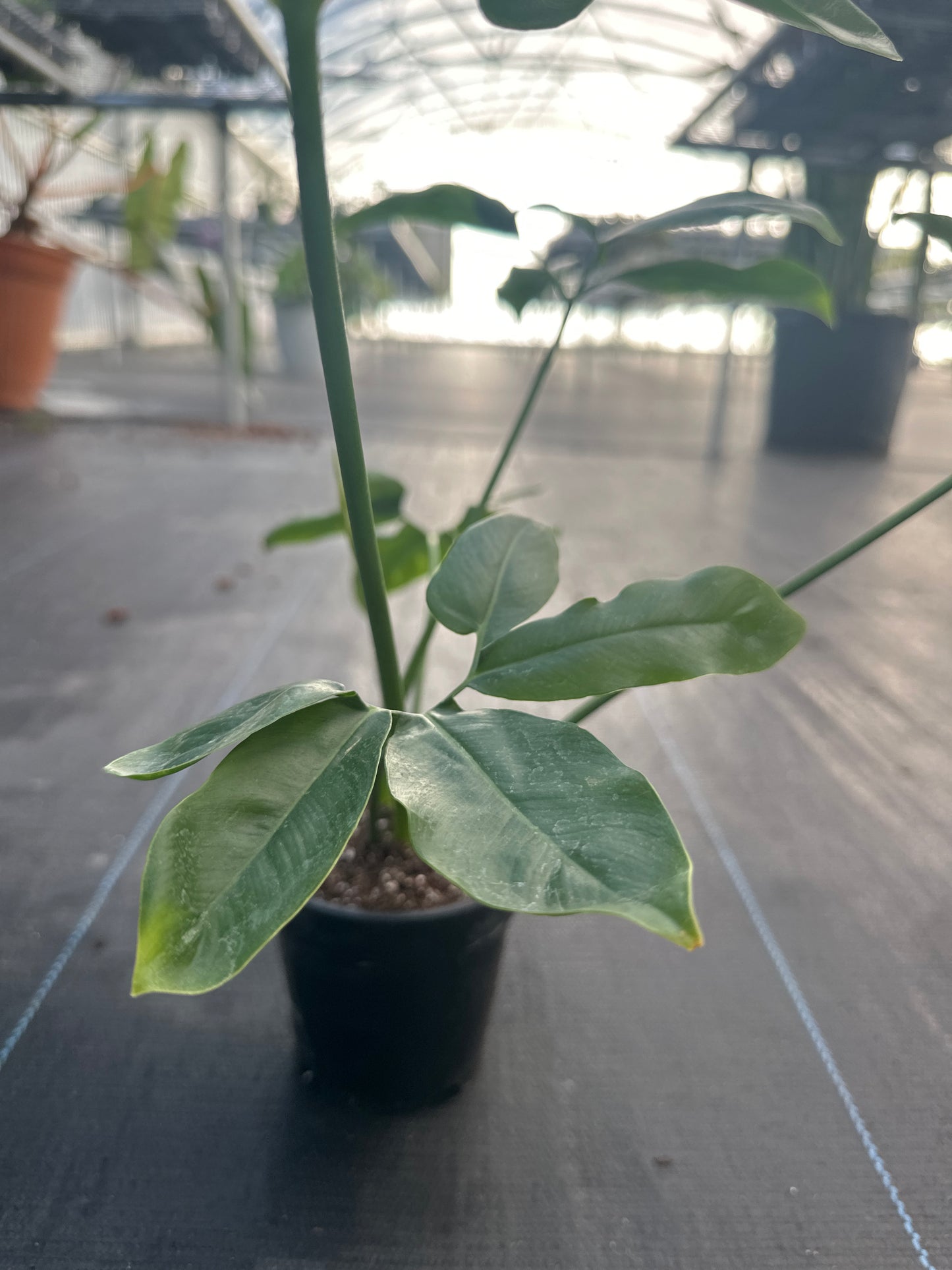 Thaumatophyllum Goeldii Sm