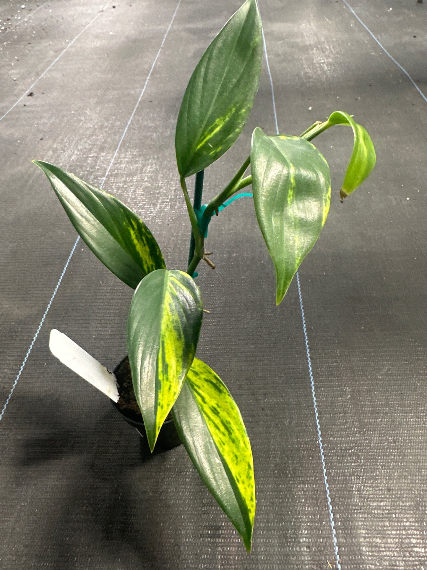 Scindapsus Coriaceus Var