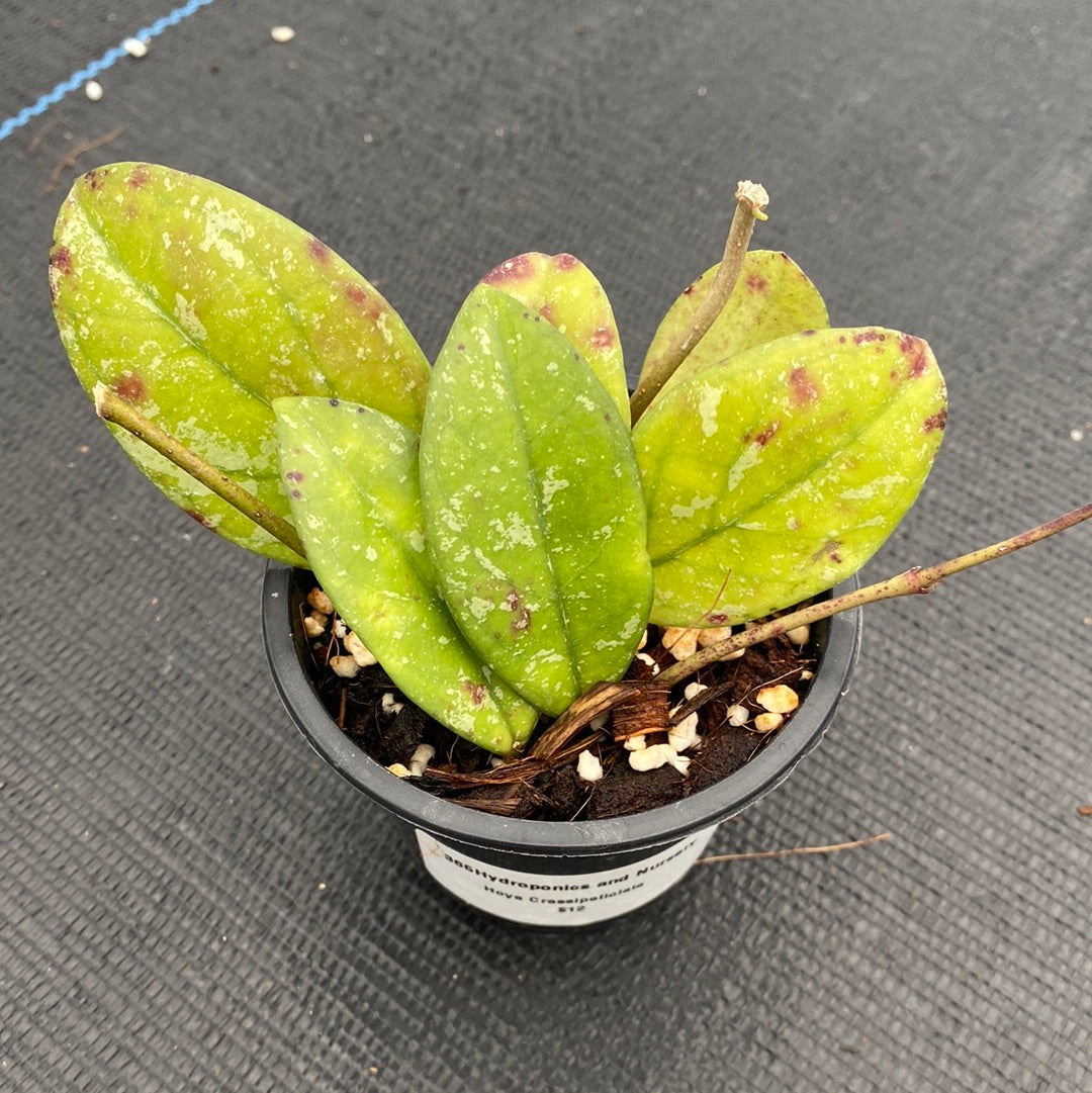 Hoya Crassipetiolata Splash (small)