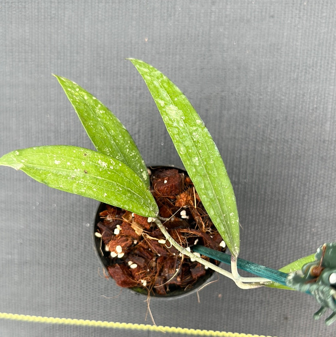 Hoya rindu rafflesia