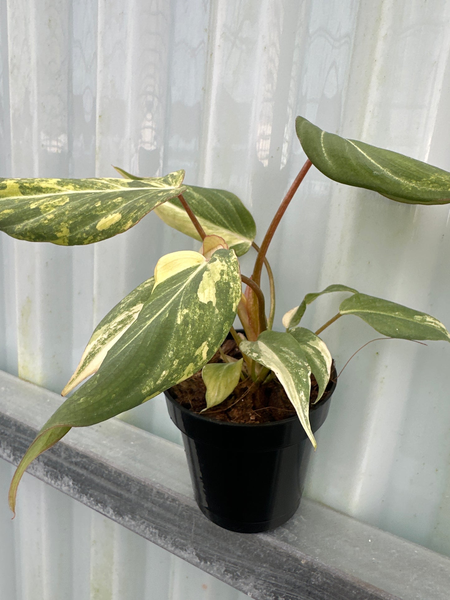 Philodendron Gloriosum Galaxy