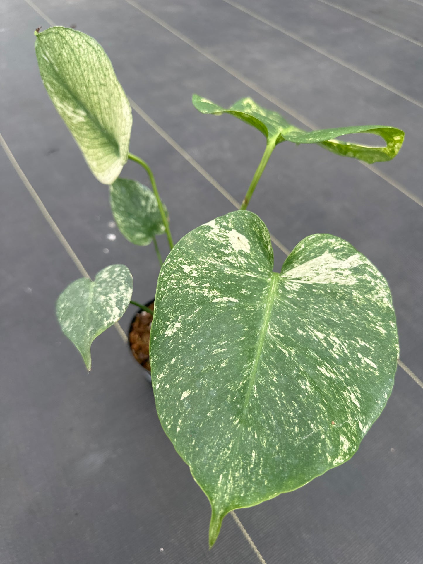 Monstera White Monster