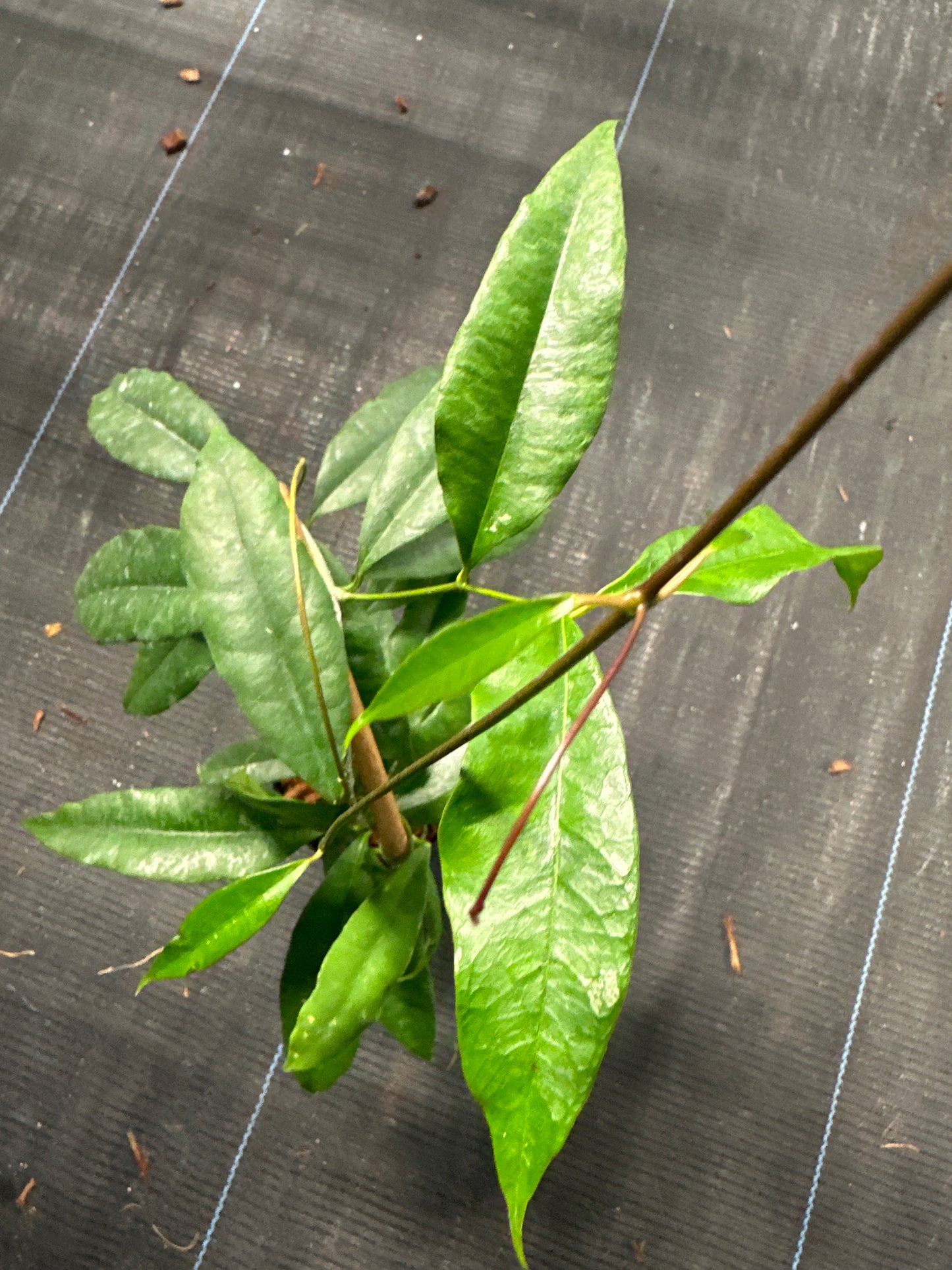 Hoya Wallichii