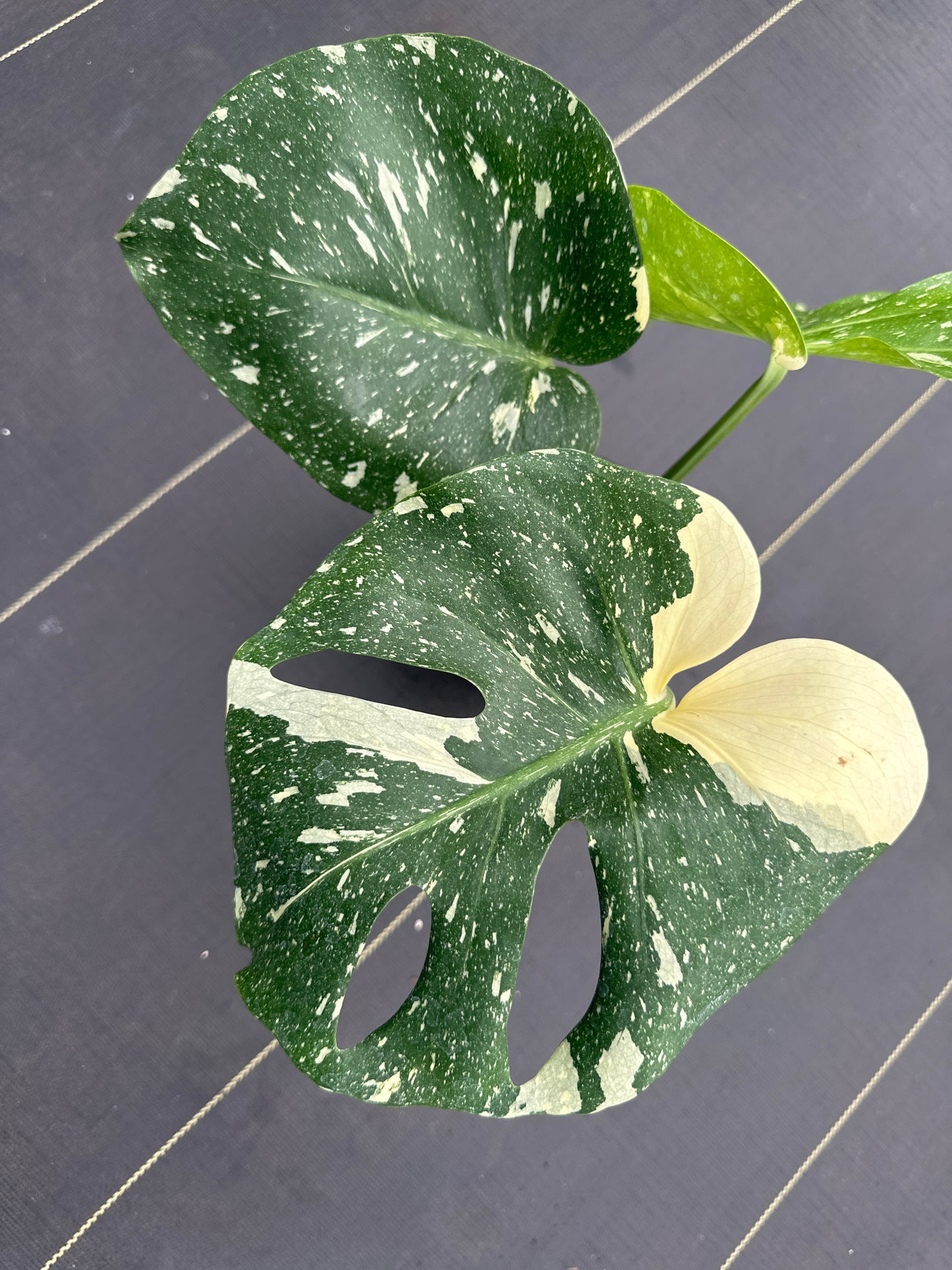 Monstera Thai constellation