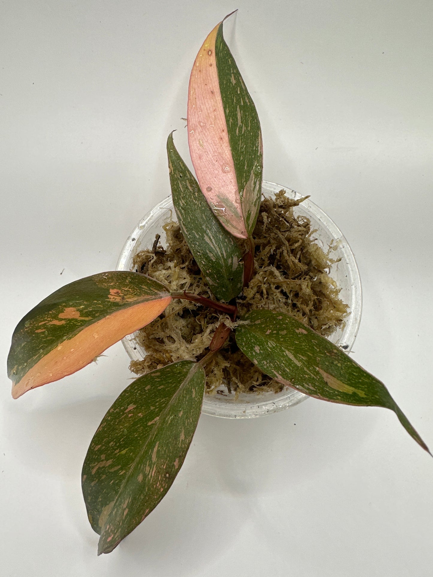 Philodendron Orange Princess