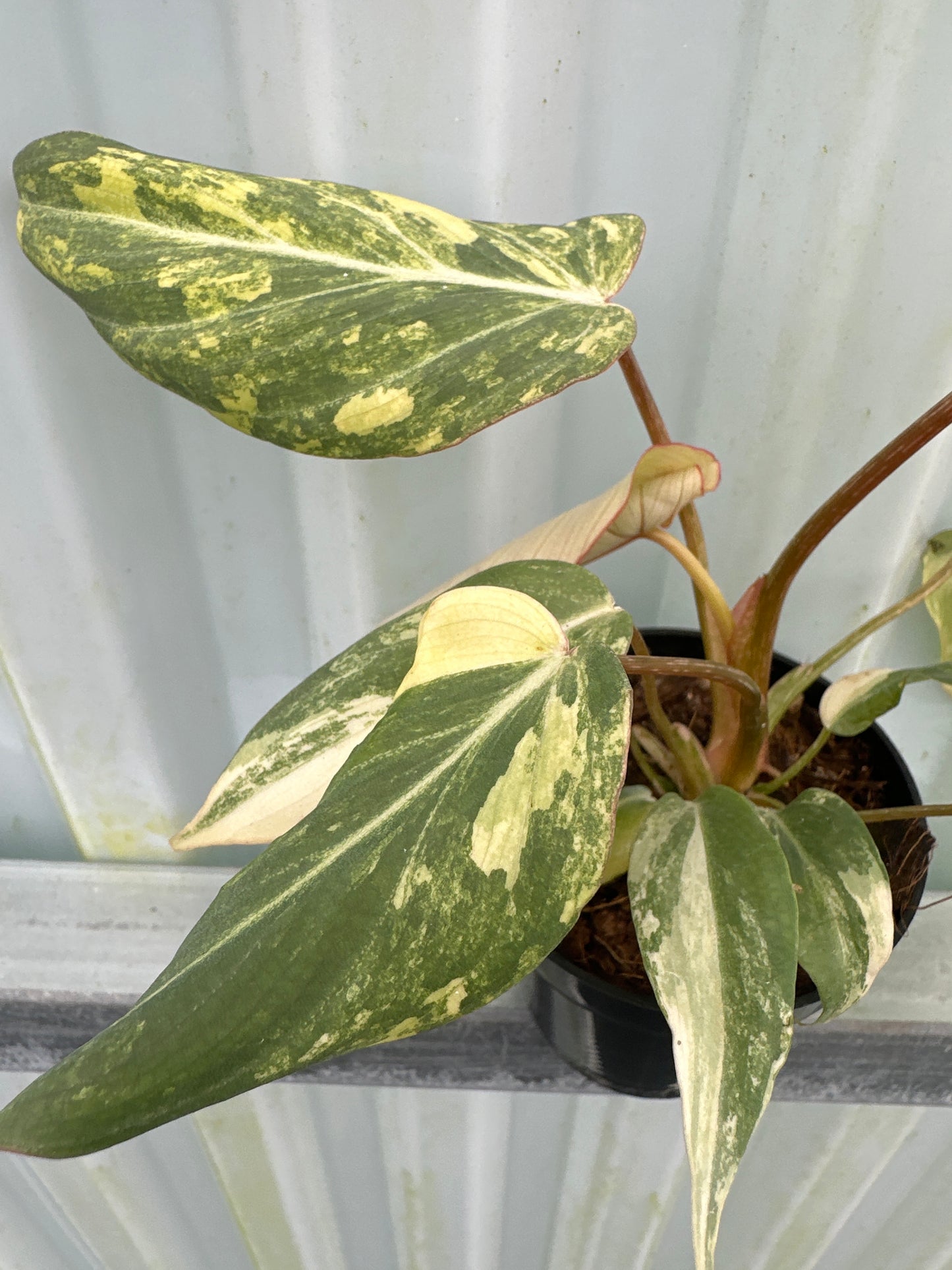 Philodendron Gloriosum Galaxy