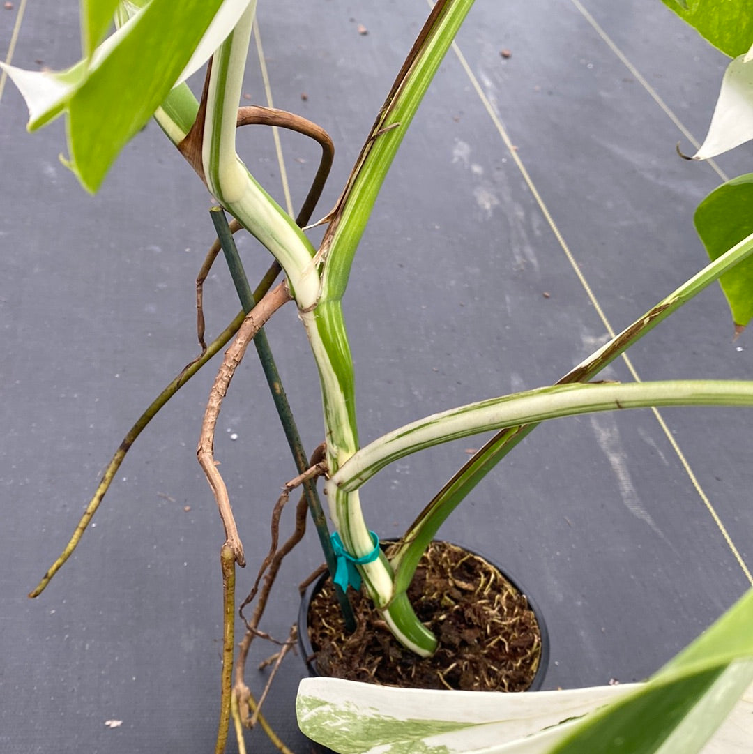 Monstera Albo