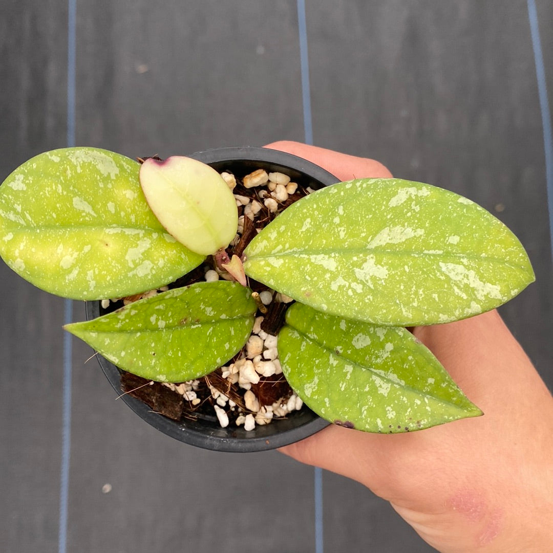 Hoya Crassipetiolata Splash (small)