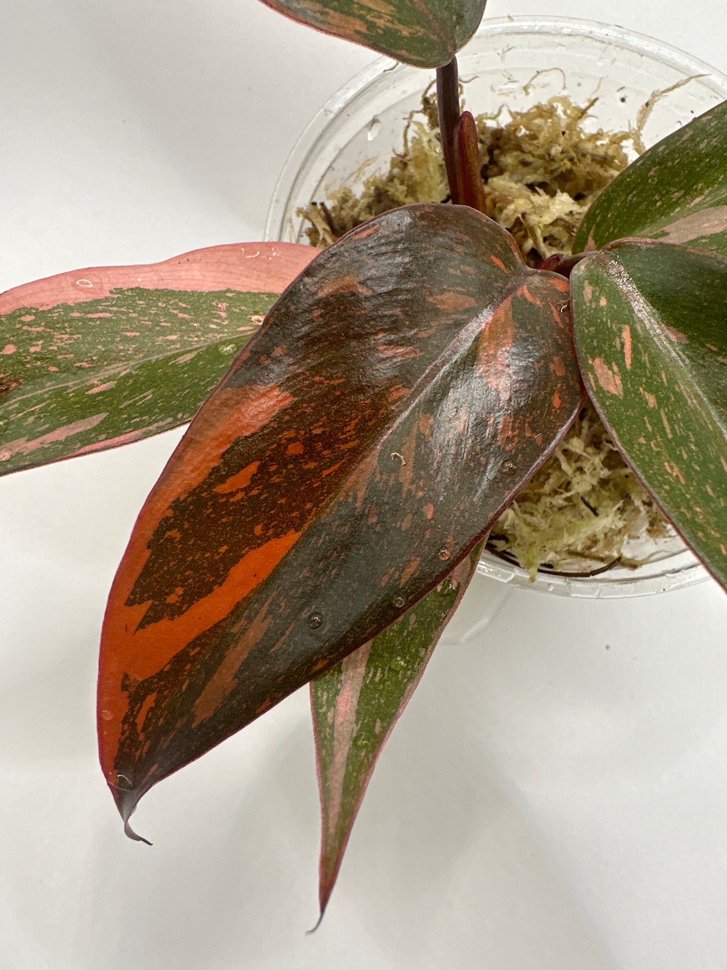 Philodendron Orange Princess