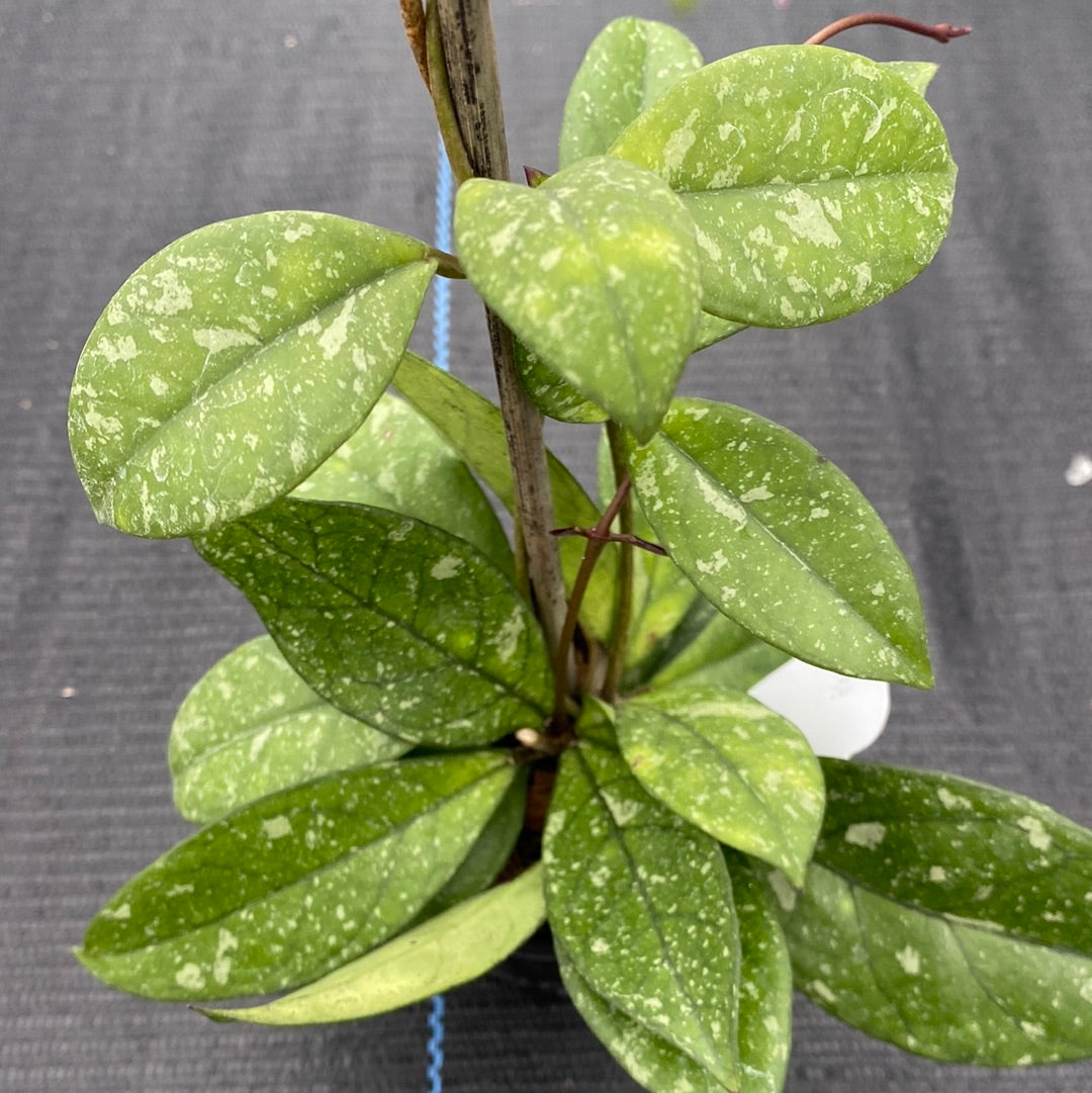 Hoya Crassipetiolata Splash