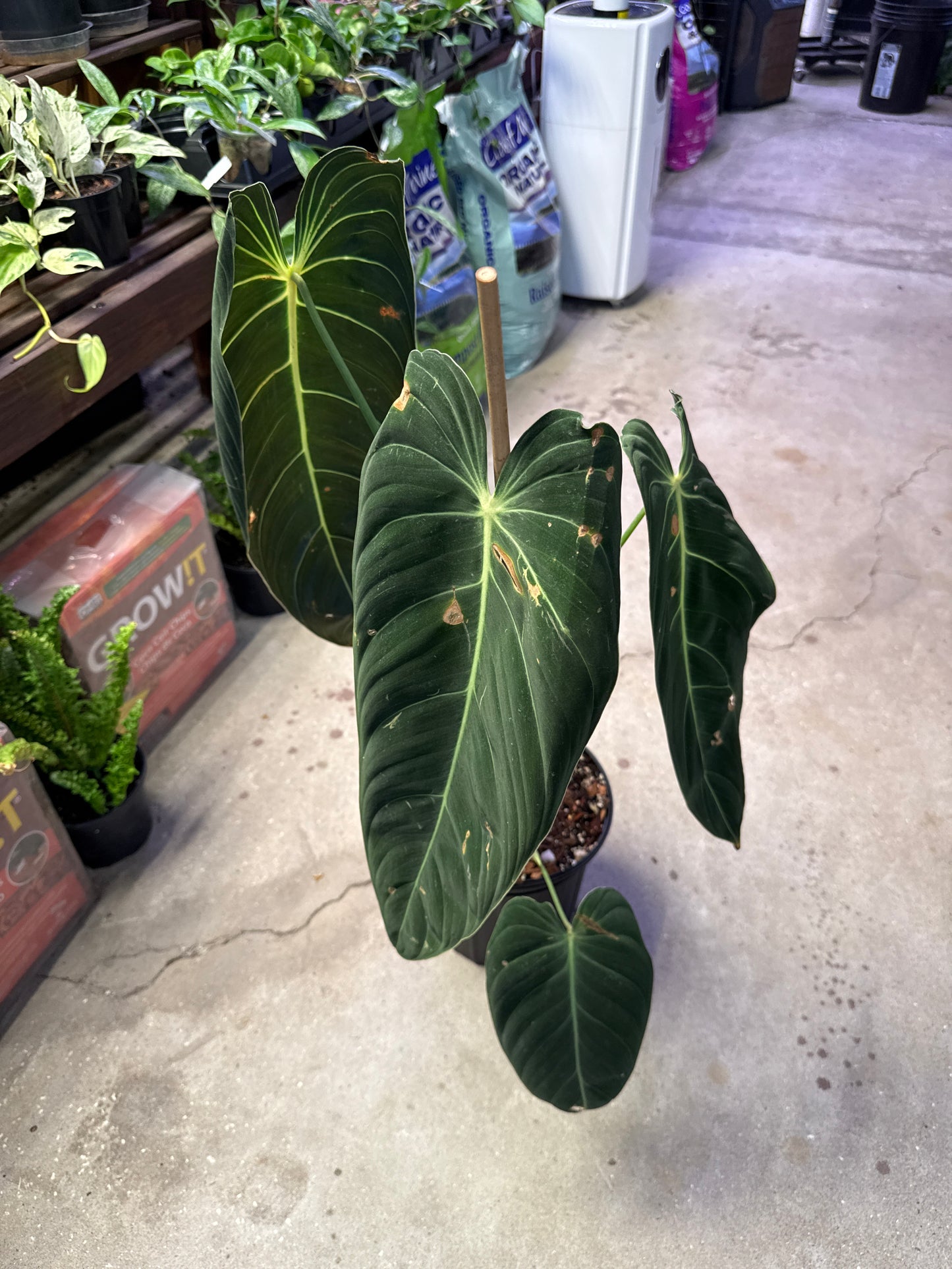 Philodendron Melanochrysum LG