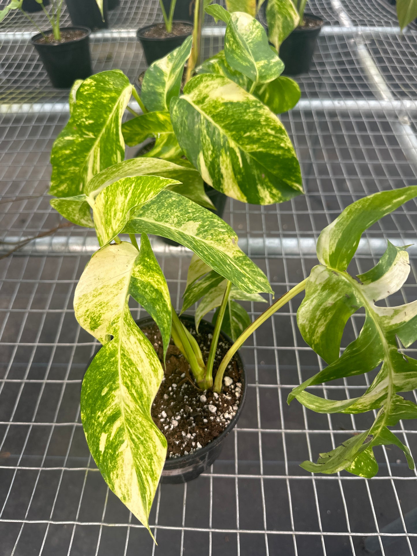 Epipremnum Golden Flame