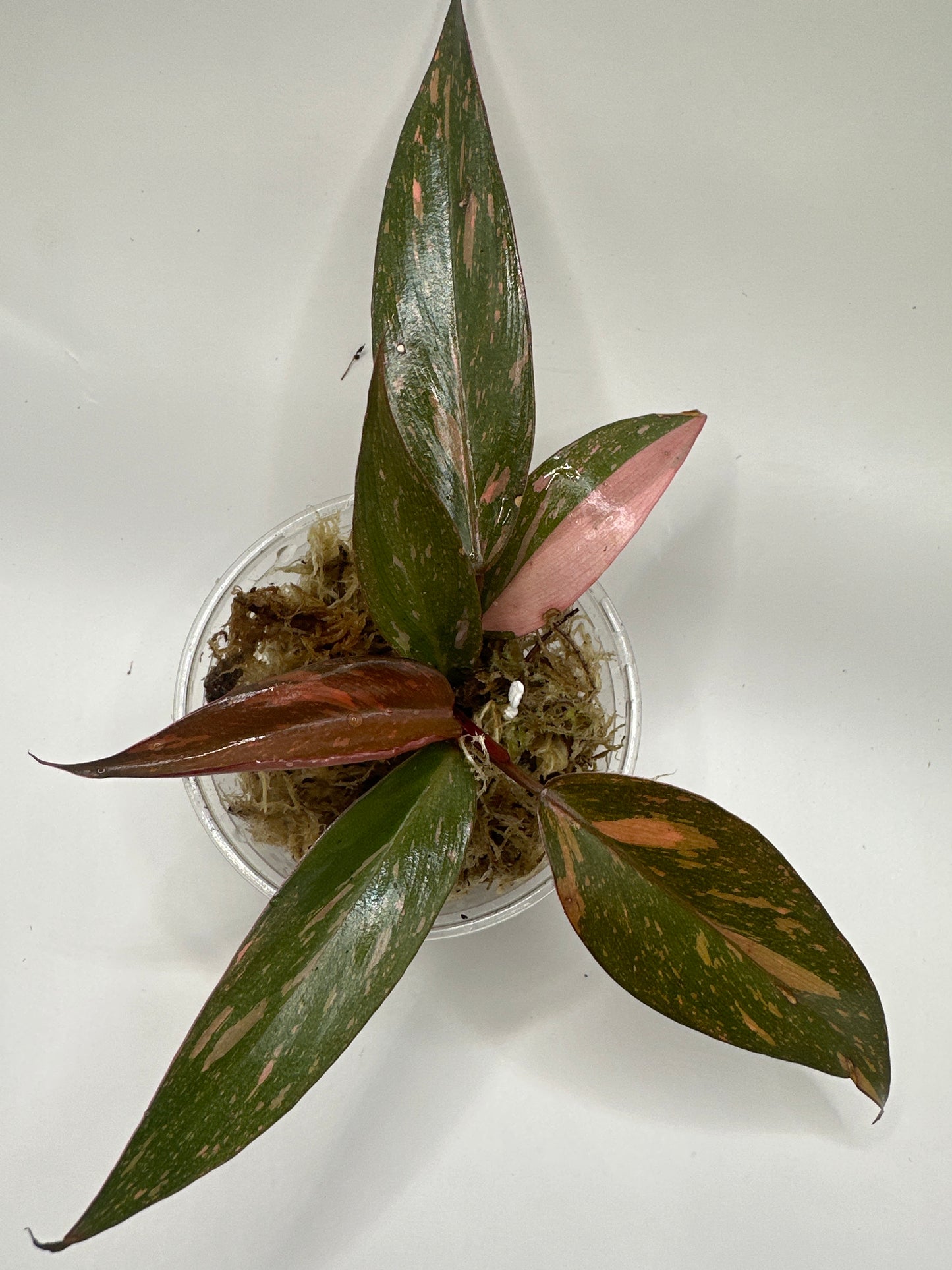 Philodendron Orange Princess