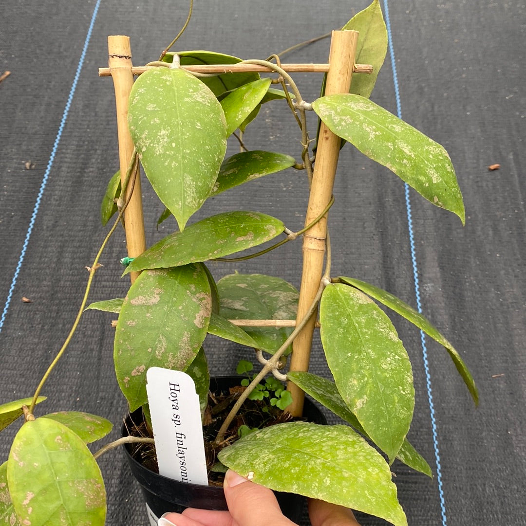 Hoya Finlaysonii Splash