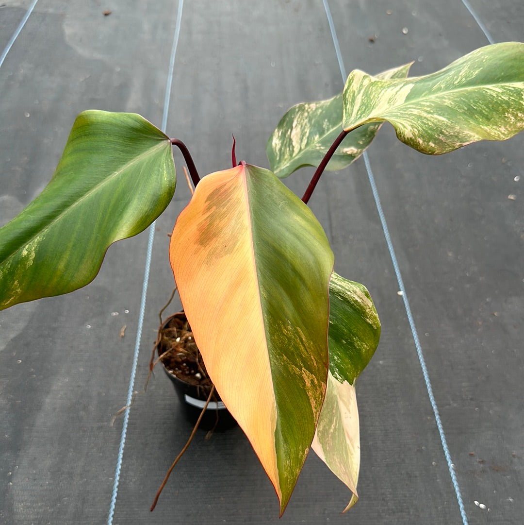 Philodendron Strawberry Shake