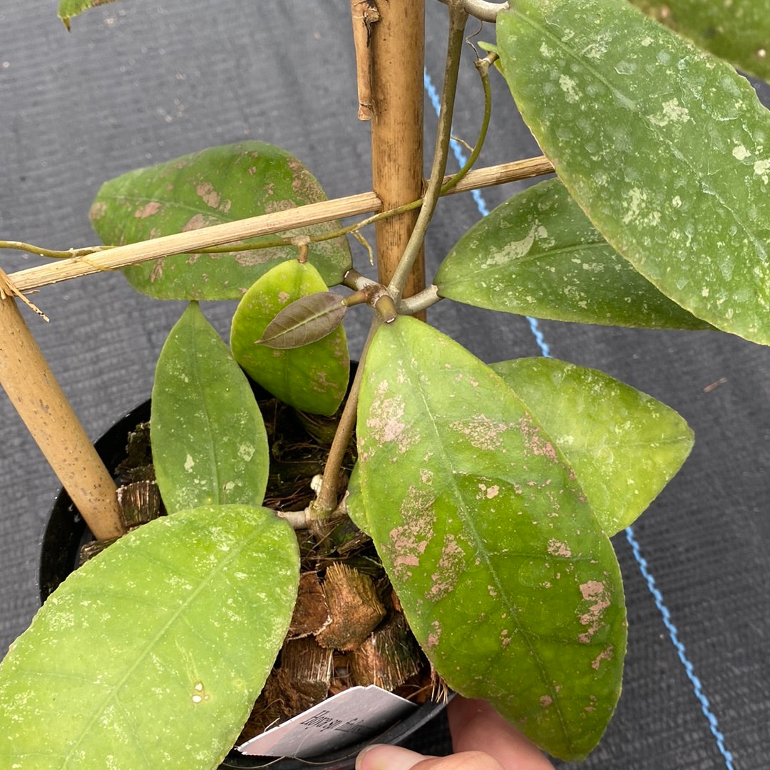 Hoya Finlaysonii Splash