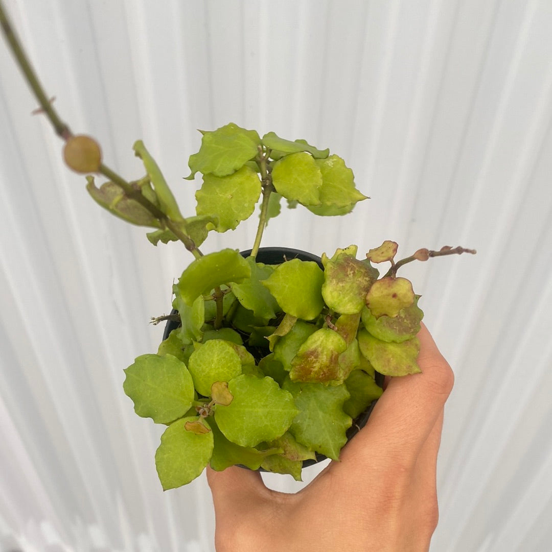 Hoya Endauensis