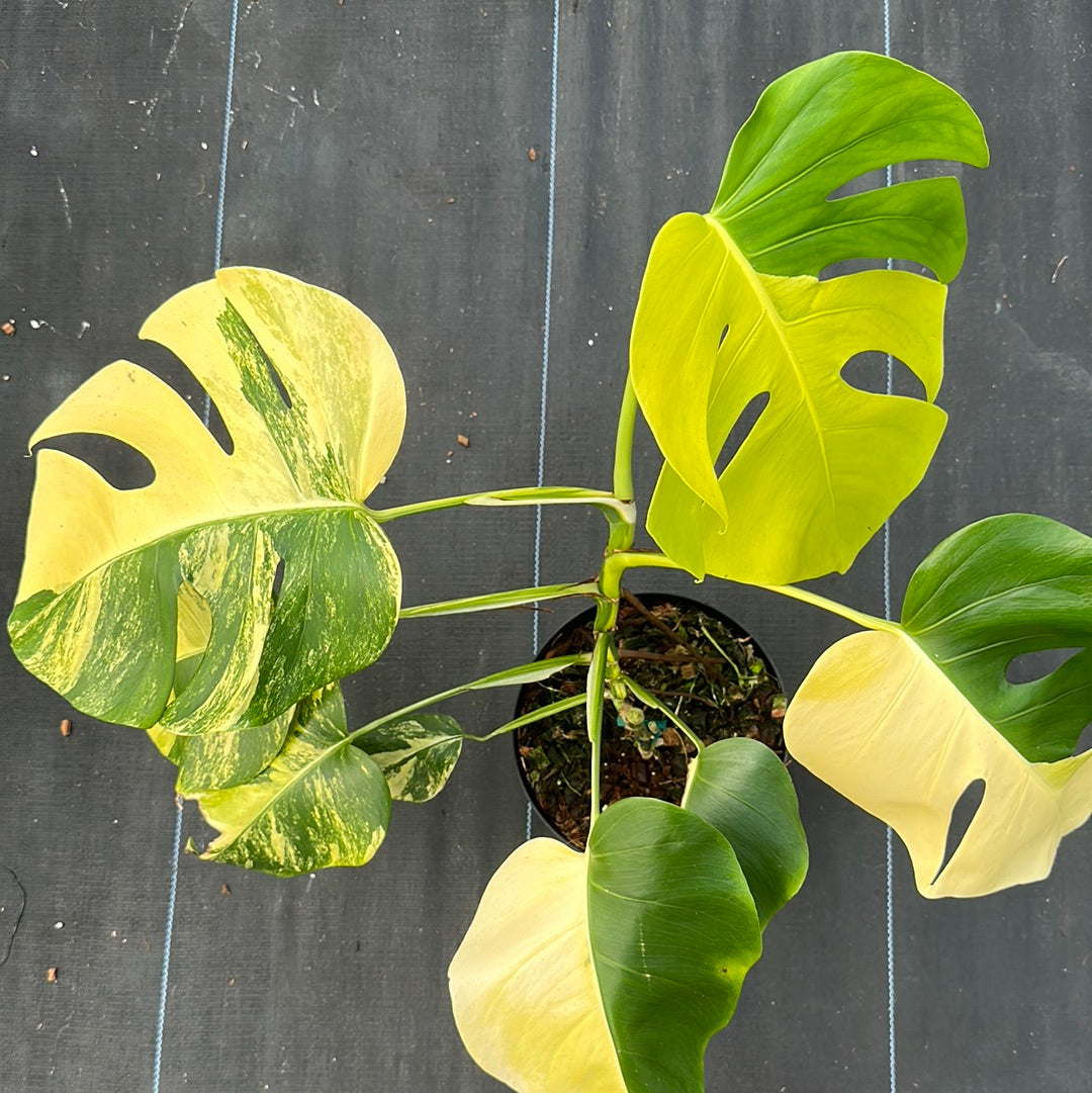 Monstera Deliciosa Aurea