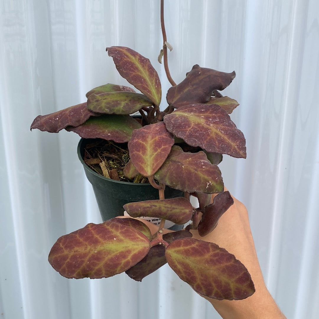 Hoya Waymaniae