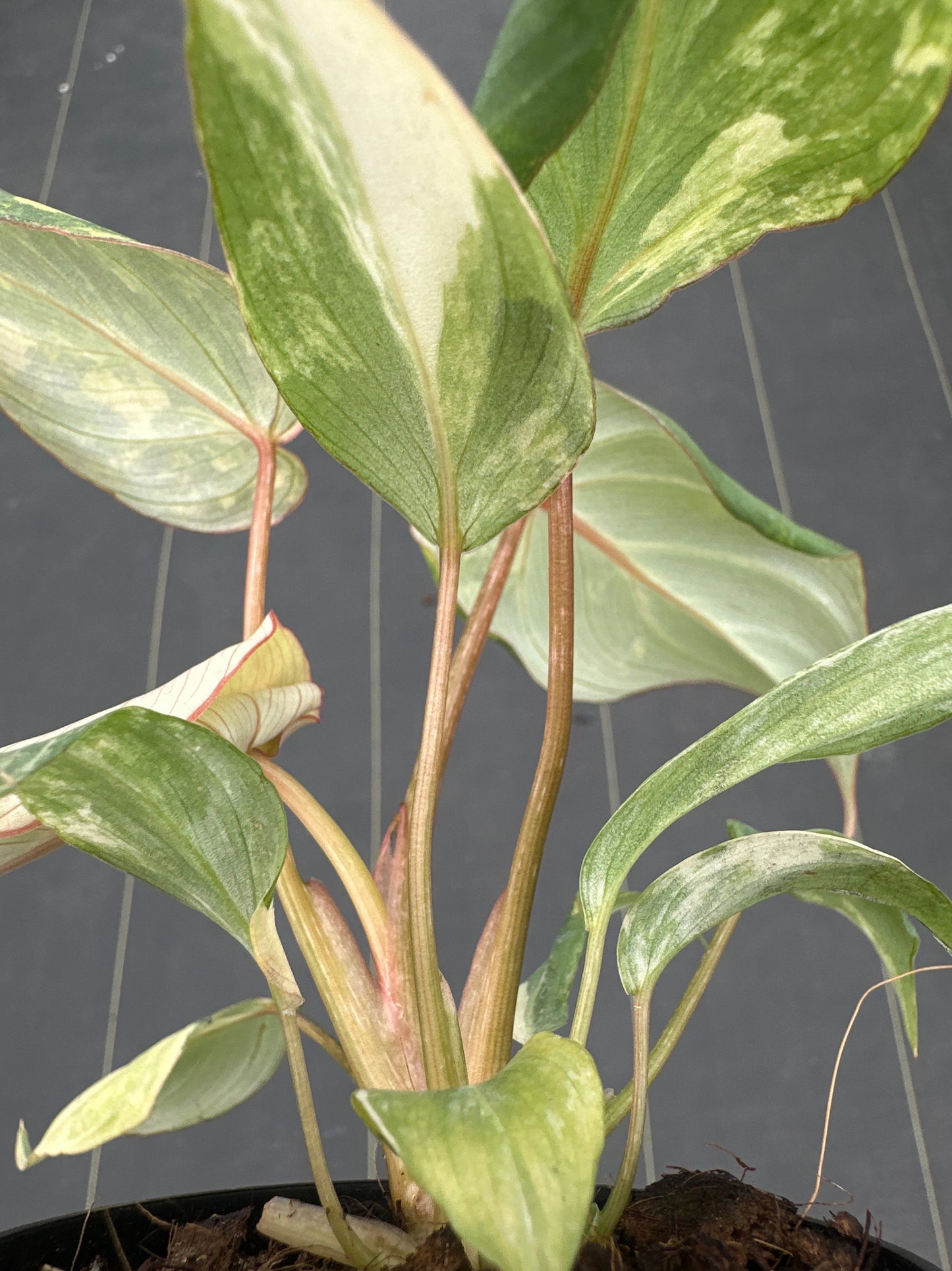 Philodendron Gloriosum Galaxy