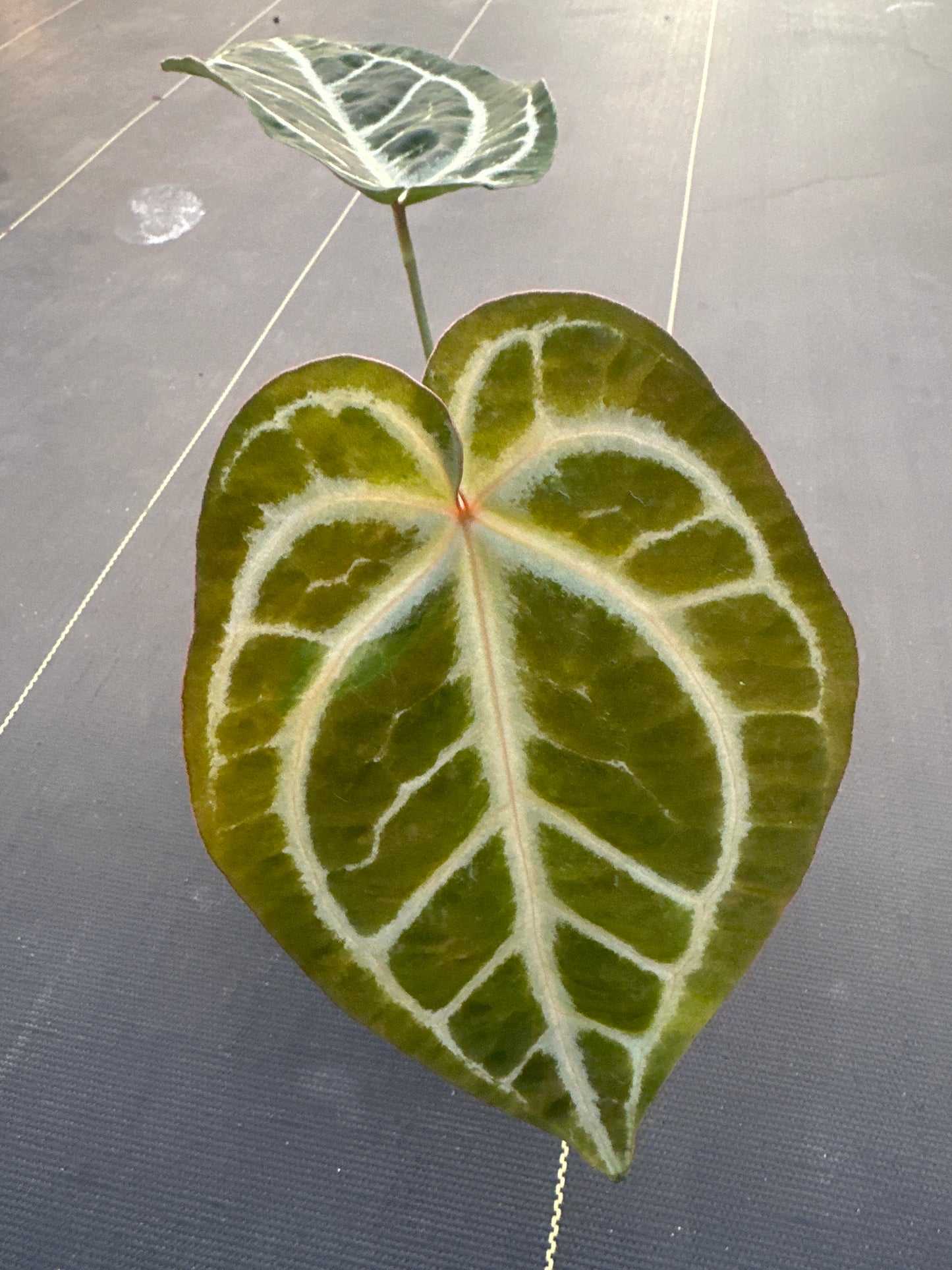 Anthurium Crystallinum