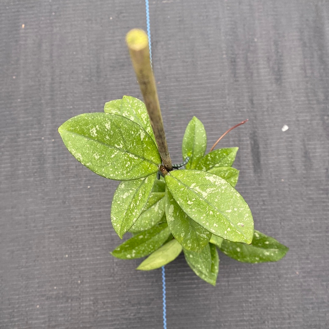 Hoya Crassipetiolata Splash