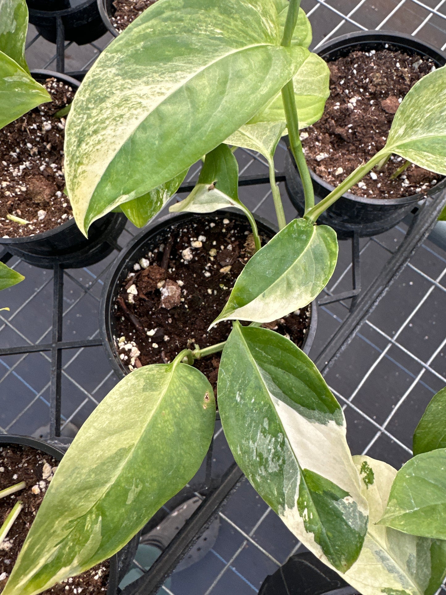 Monstera Laniata