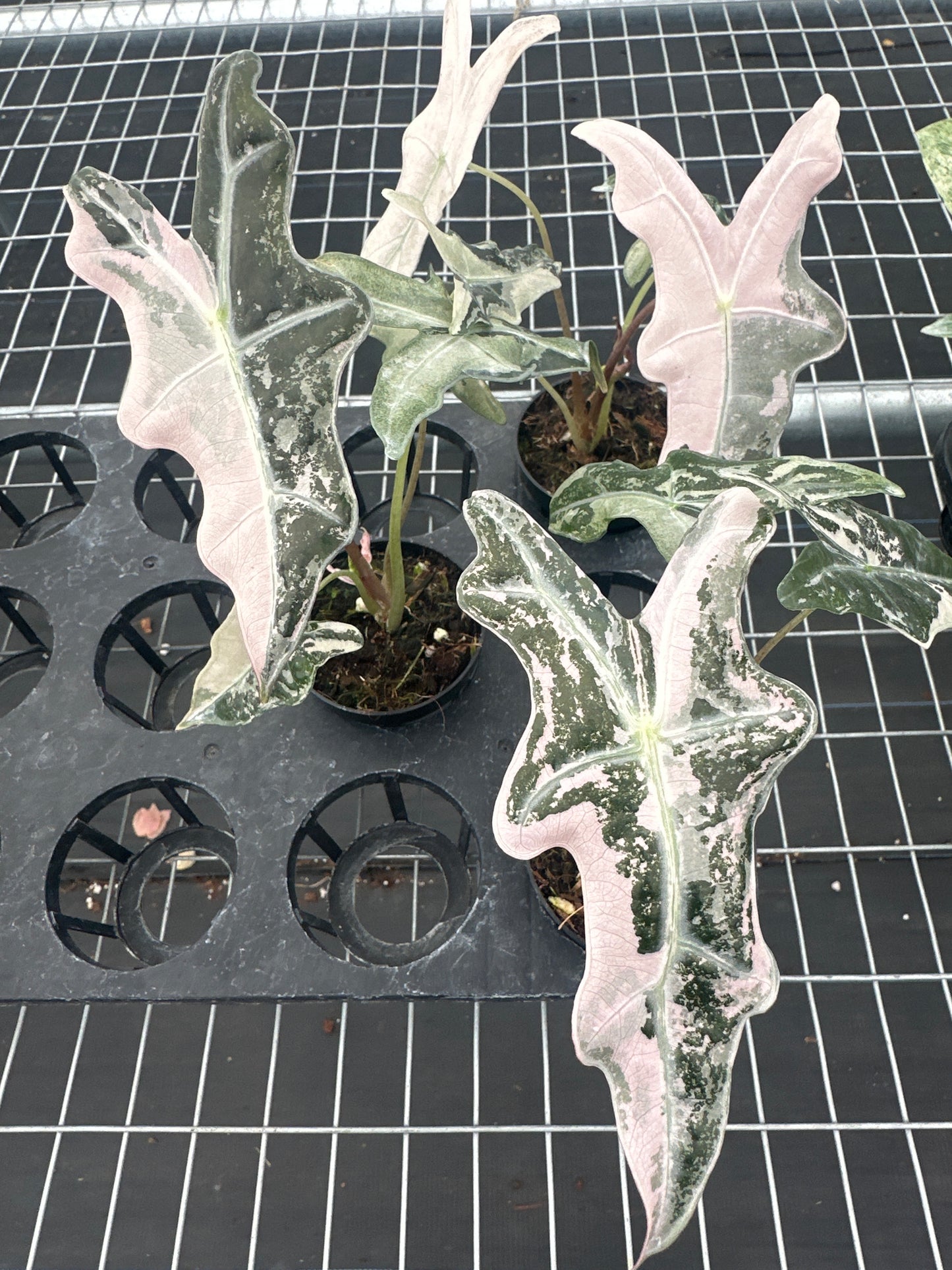 Alocasia Sanderiana Nobilis