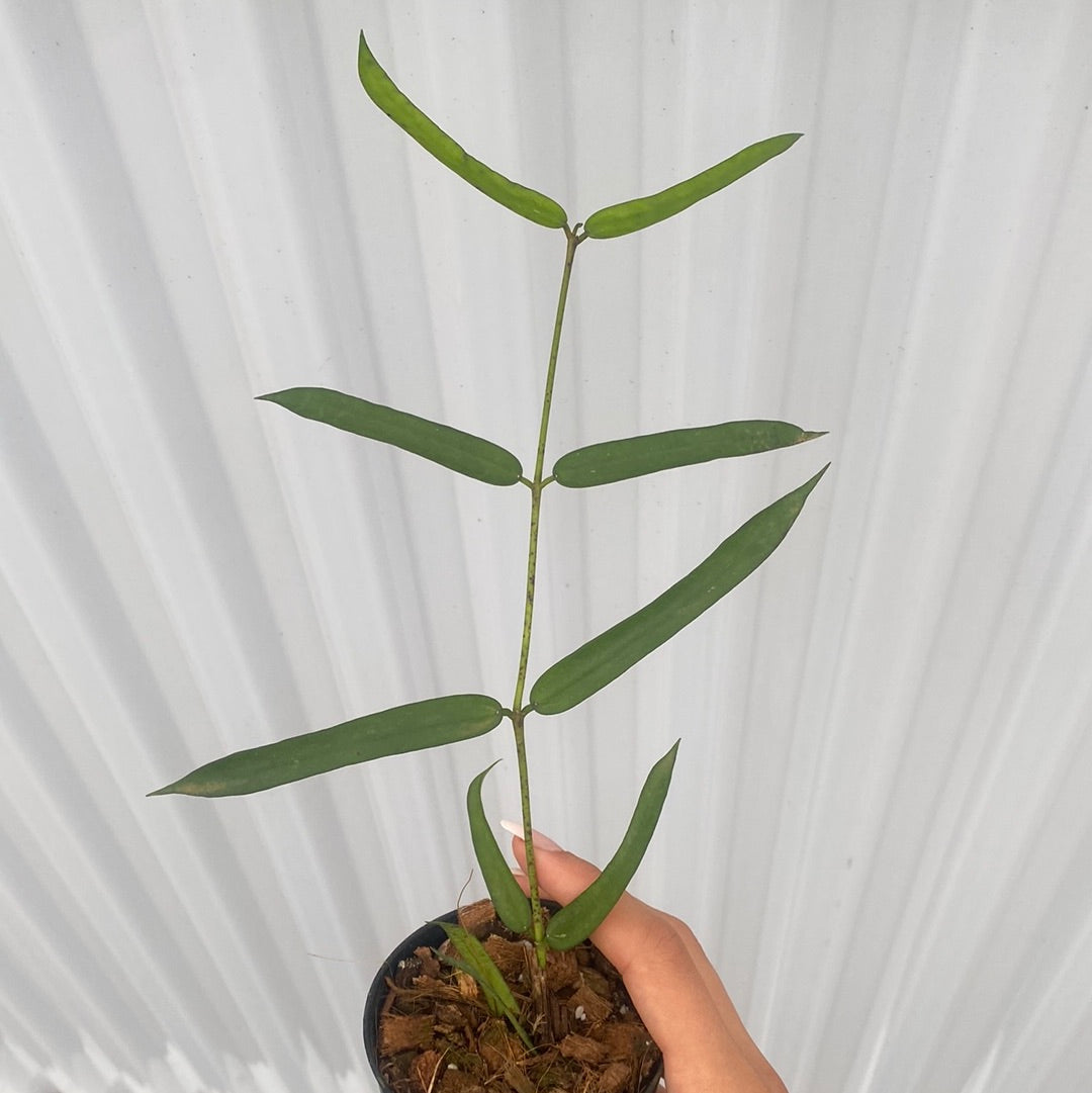 Hoya Pandurata