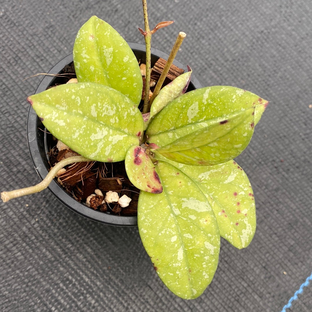 Hoya Crassipetiolata Splash (small)