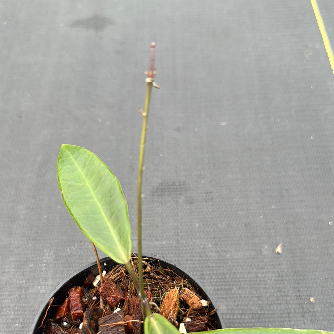 Hoya Pulchra