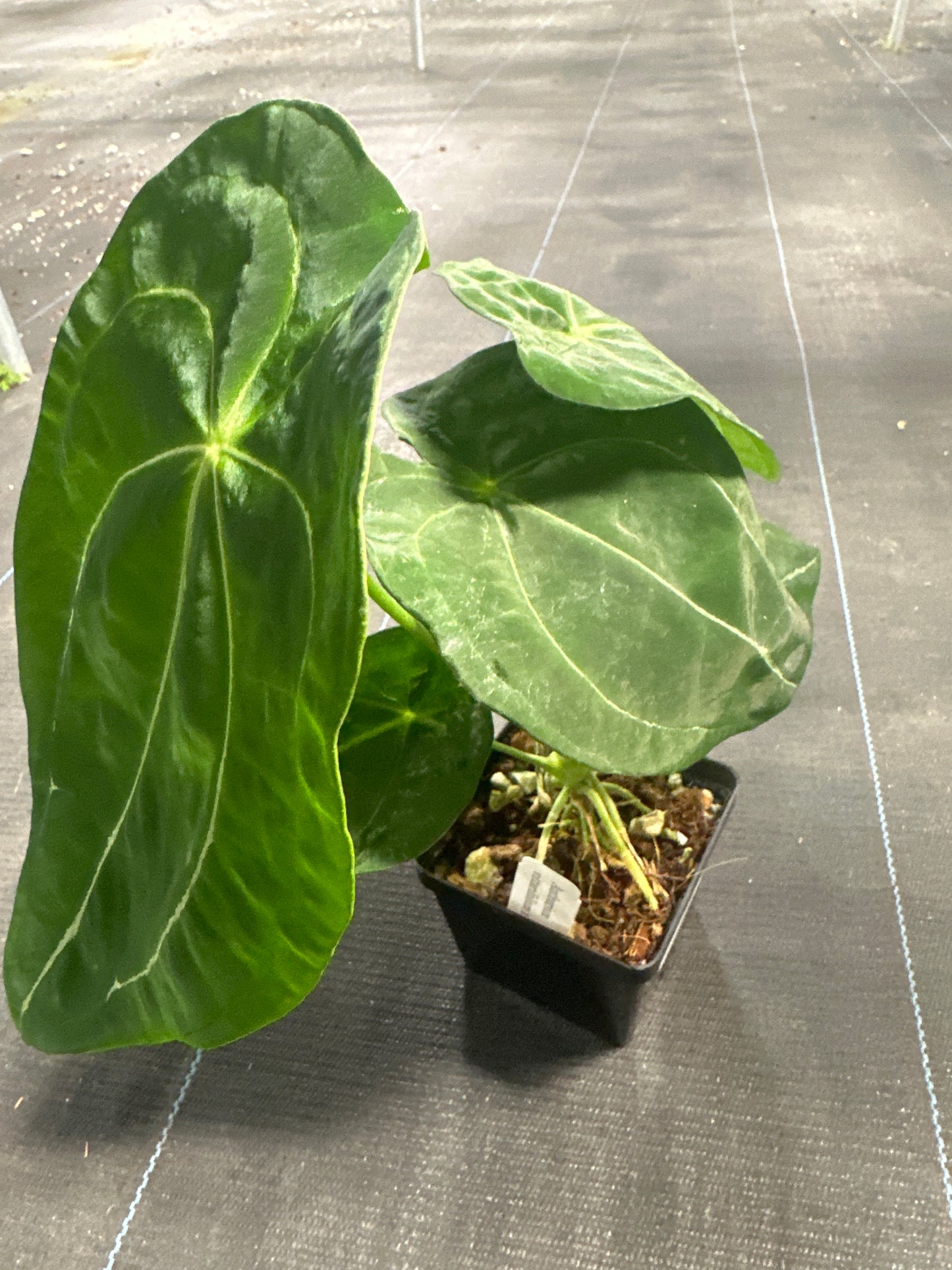 Anthurium Vittarifouluim X Forgettii