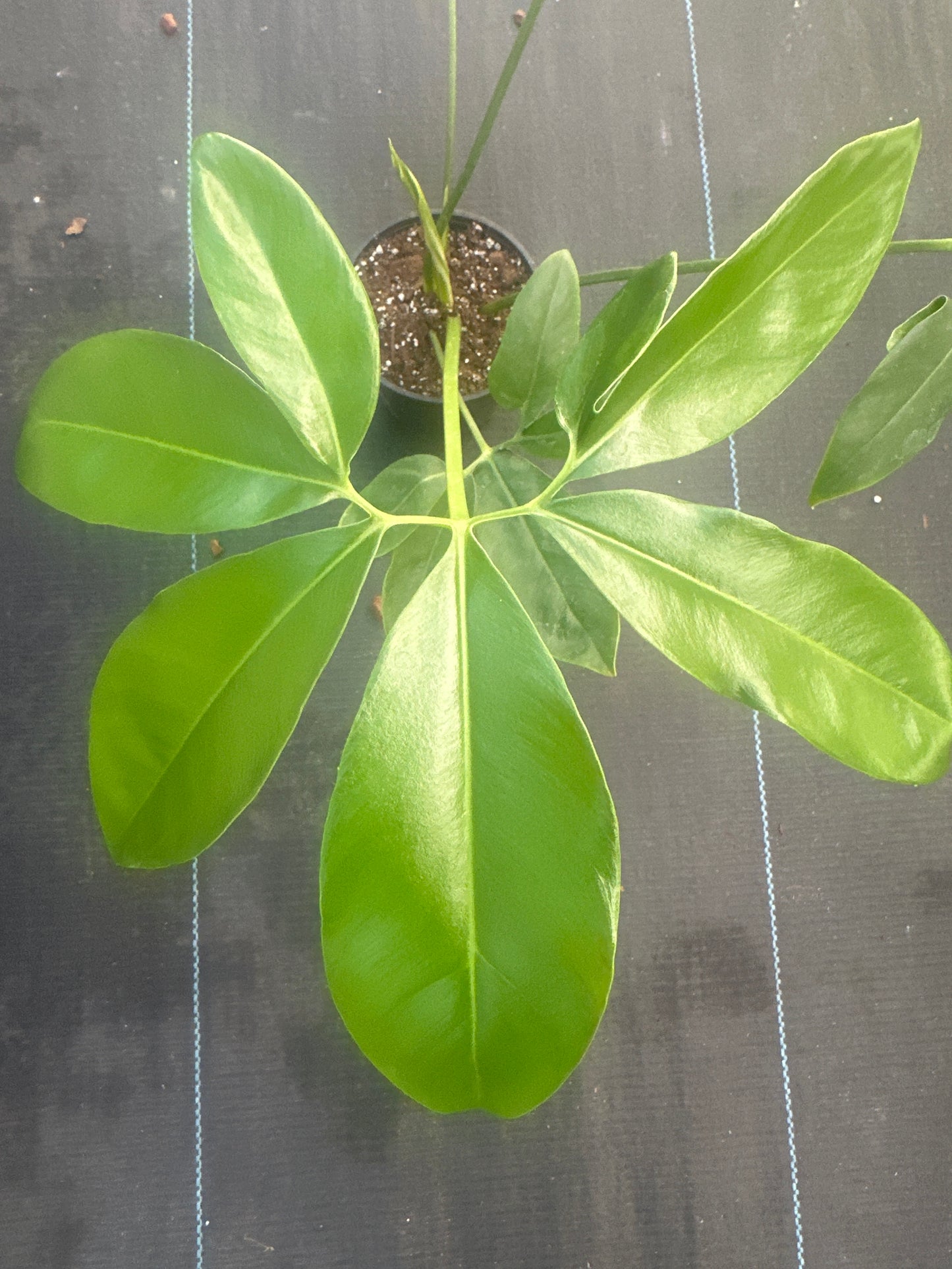 Thaumatophyllum Goeldii Sm
