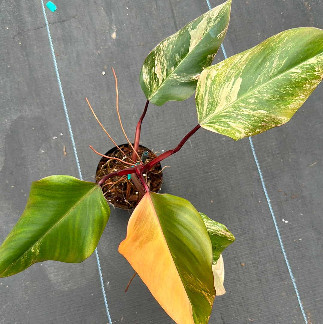Philodendron Strawberry Shake
