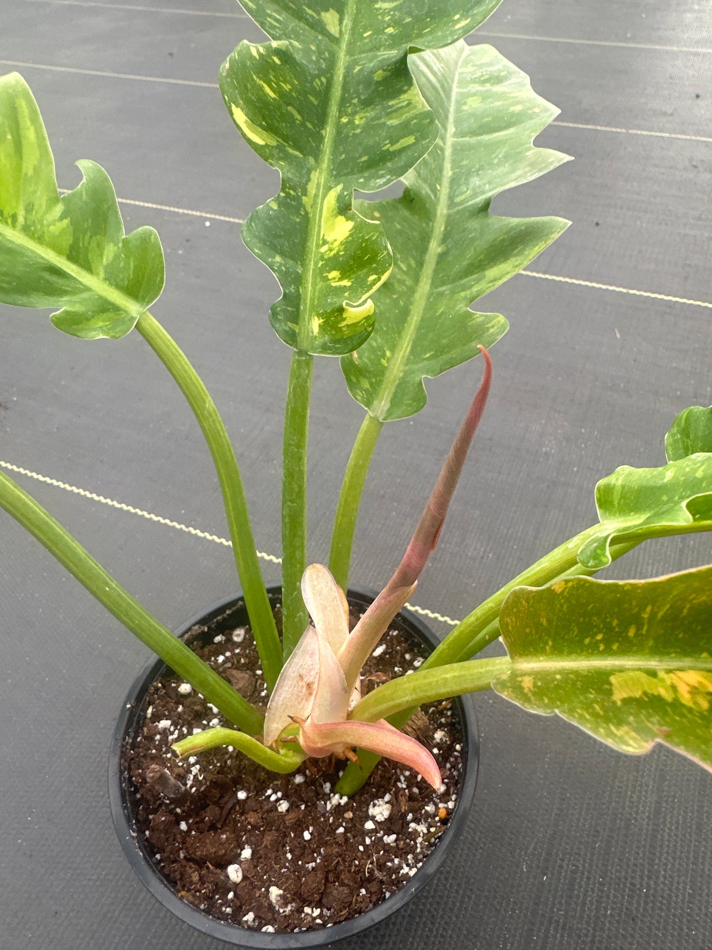 Philodendron Ring of Fire