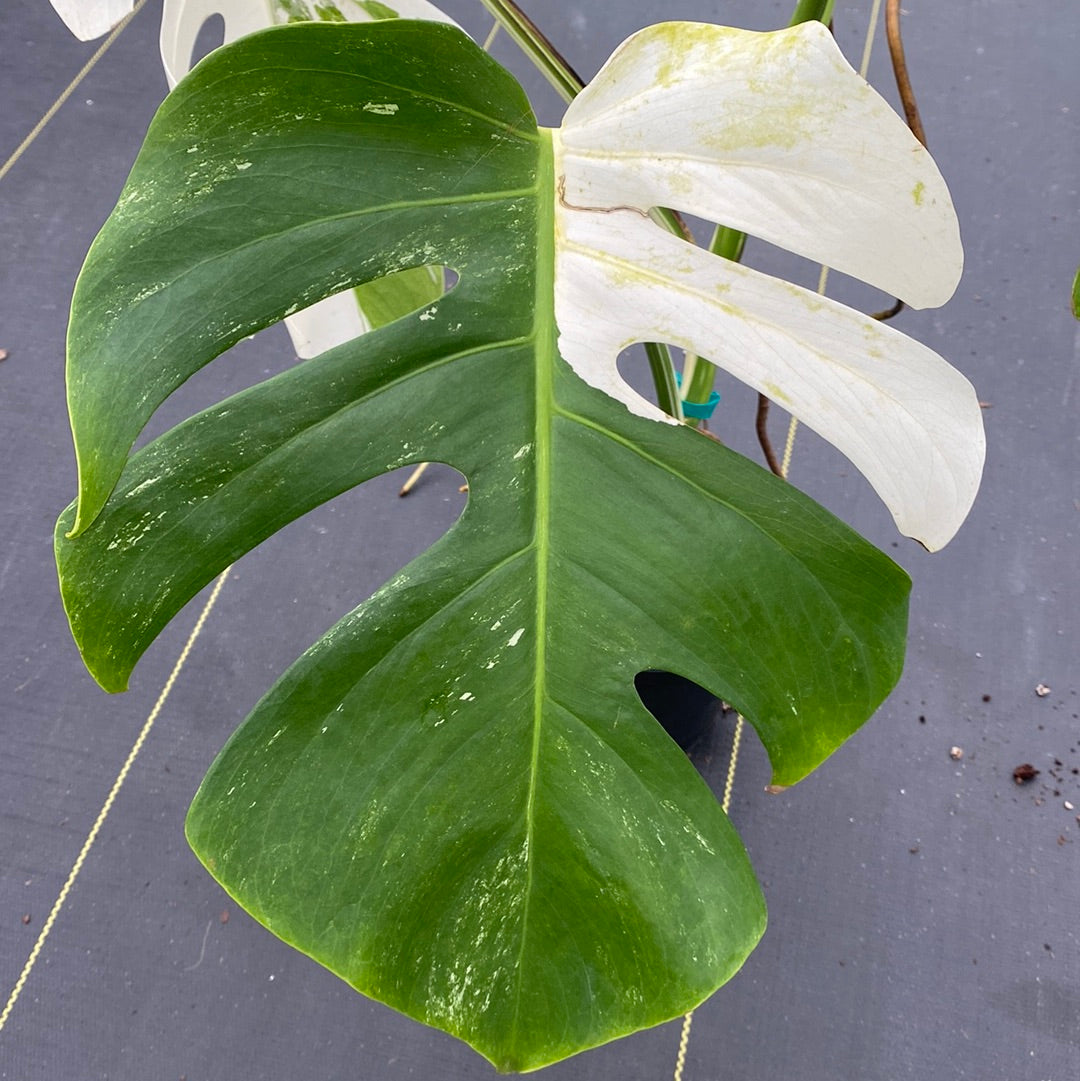 Monstera Albo