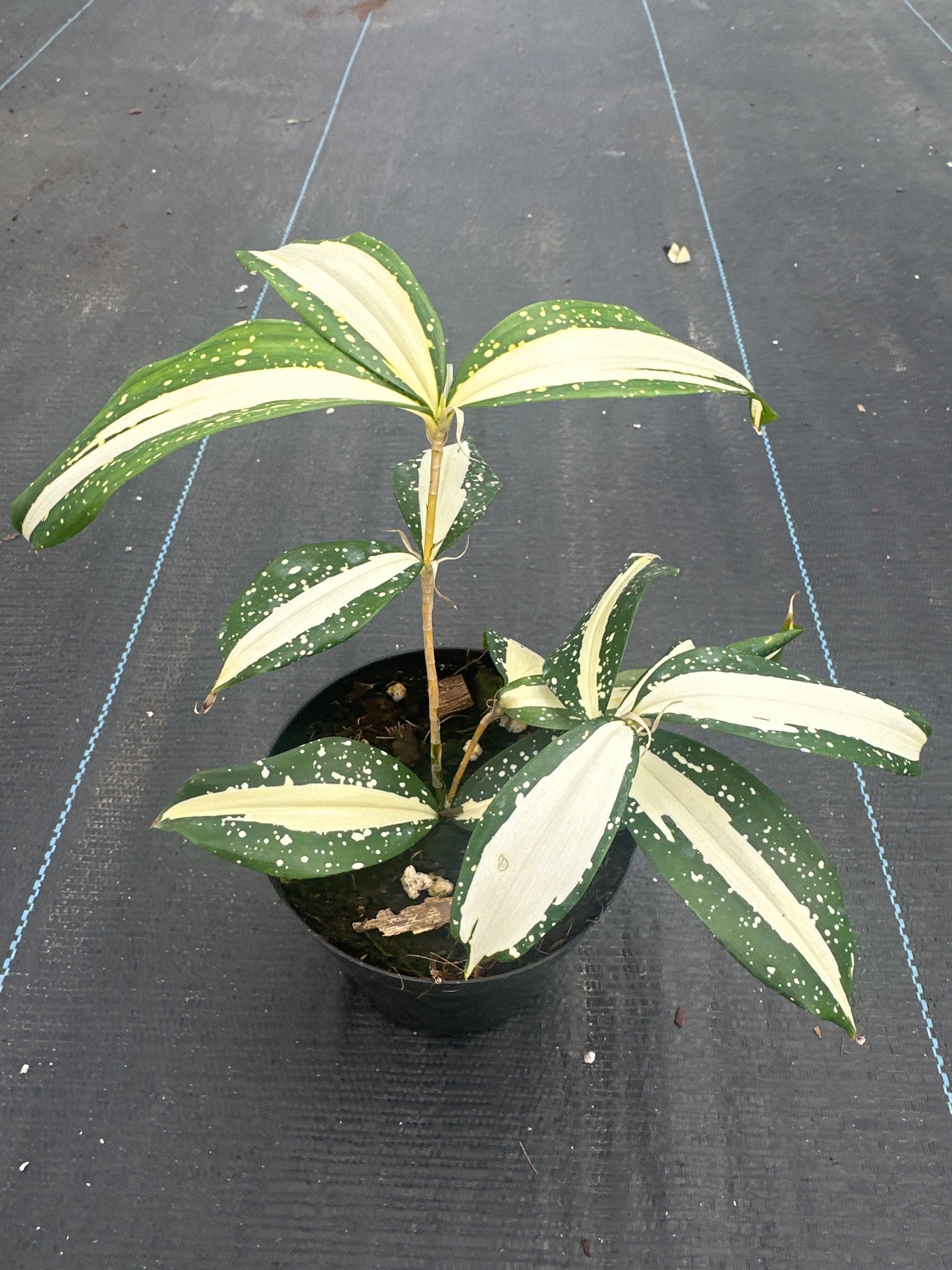 Dracaena Milky Way